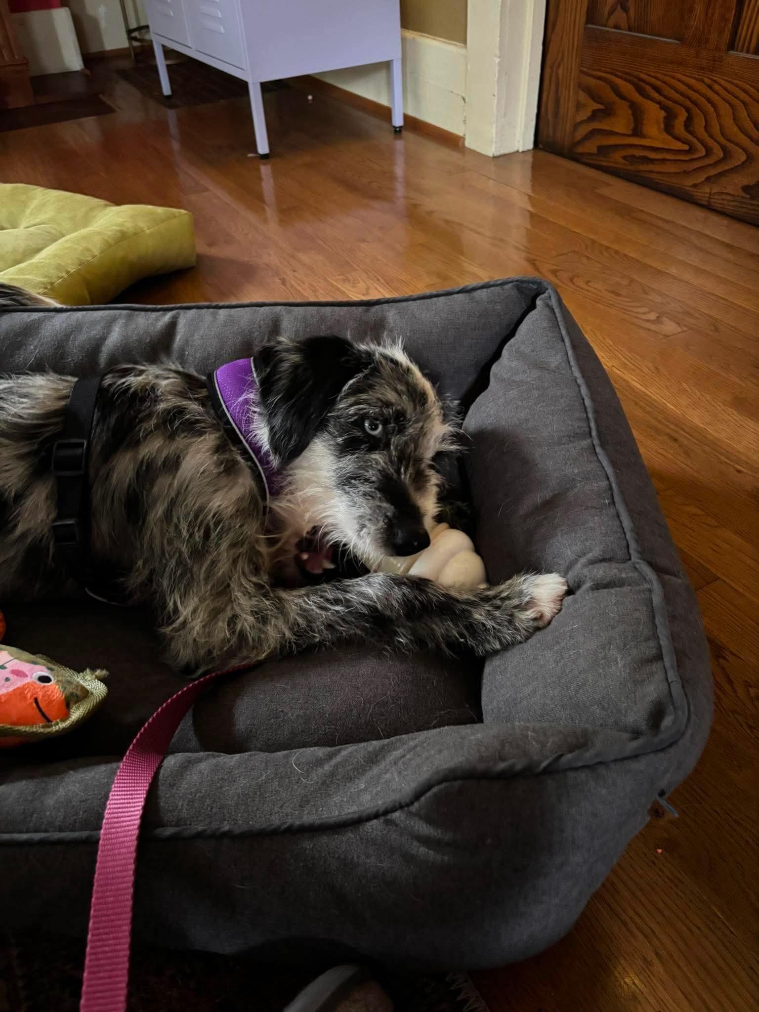 Enlarge Fizz, a Adopted Mixed Breed in Rochester , NY image 2/6