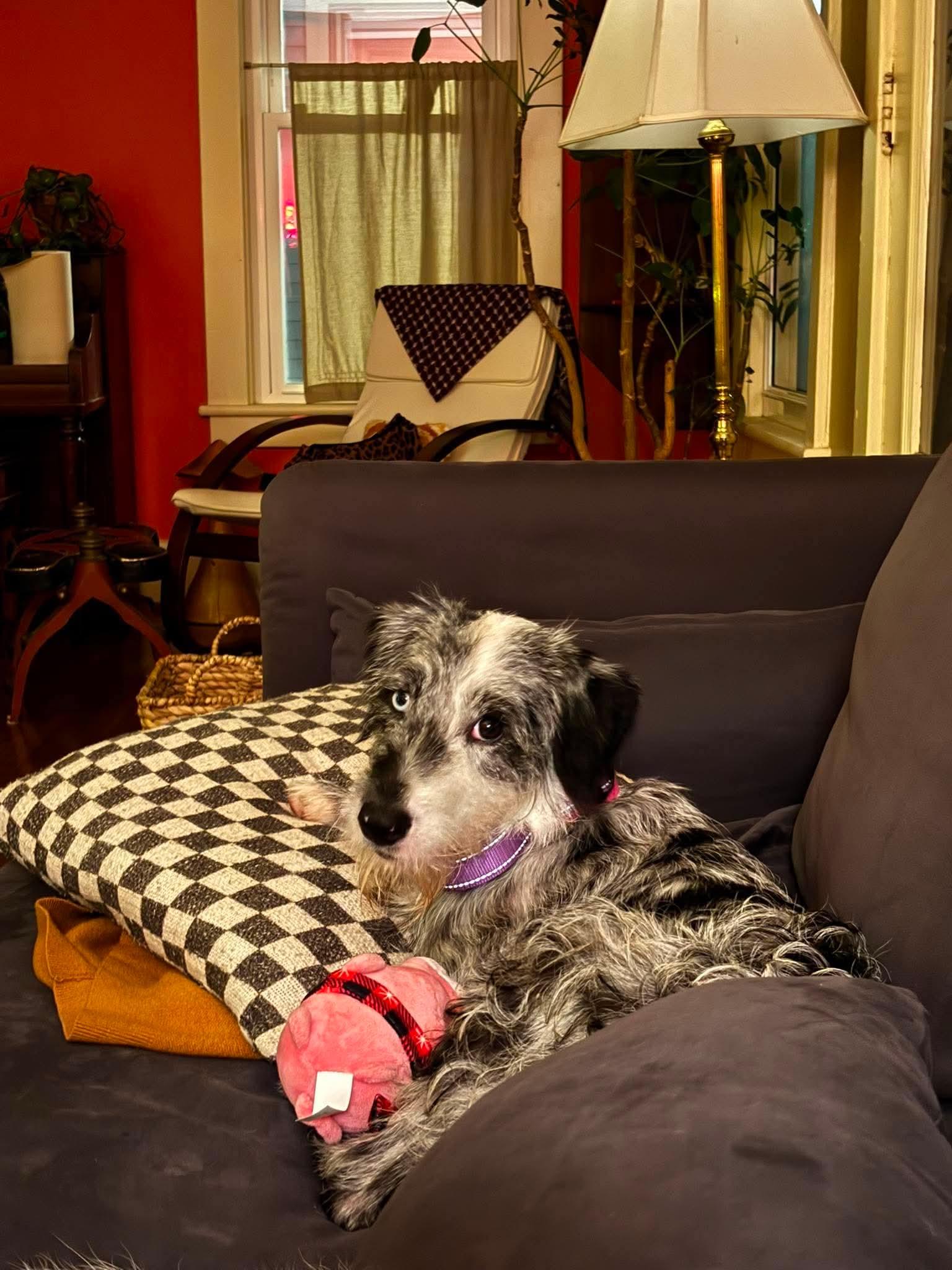 Enlarge Fizz, a Adopted Mixed Breed in Rochester , NY image 6/6