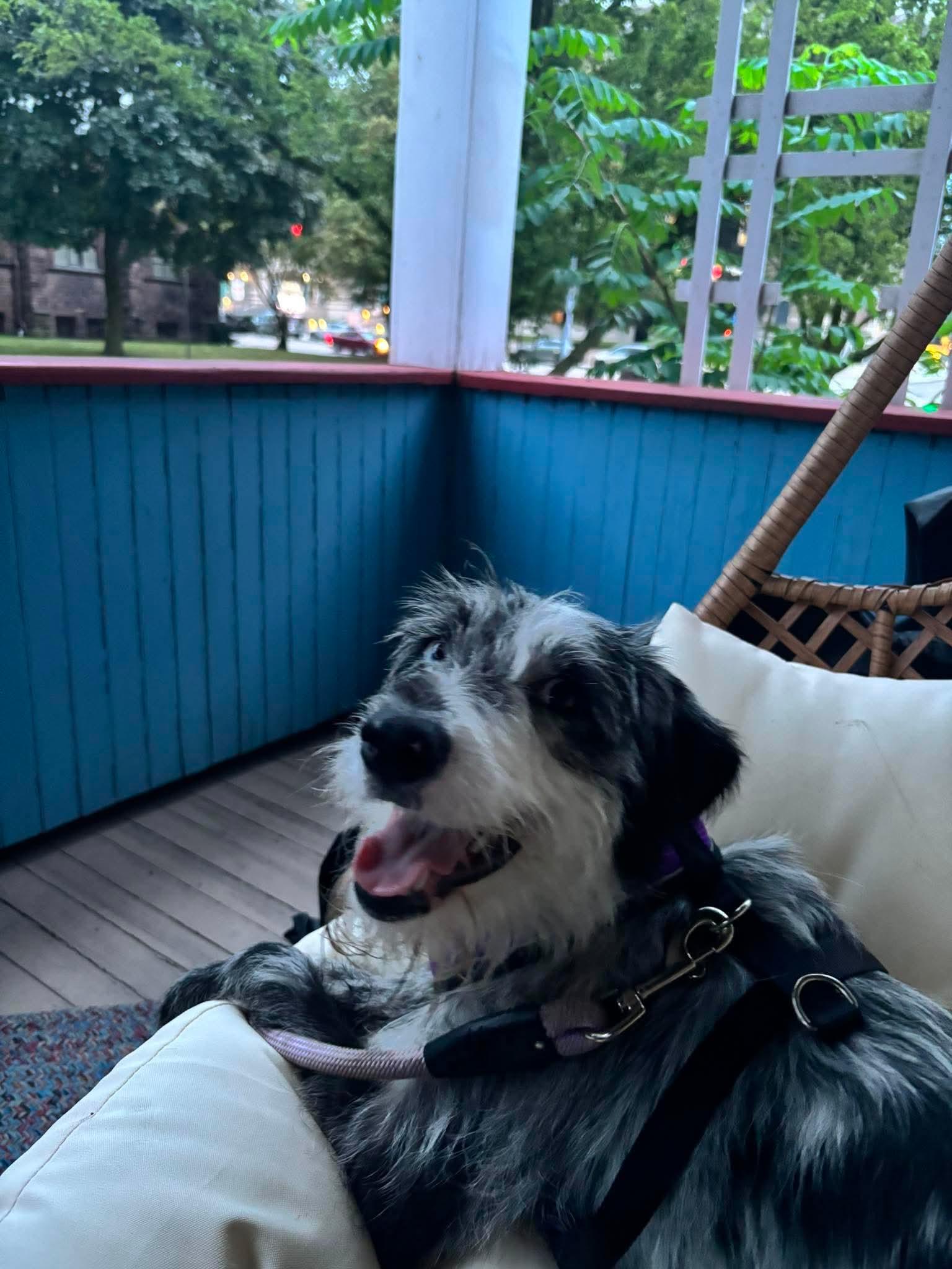 Enlarge Fizz, a Adopted Mixed Breed in Rochester , NY image 5/6