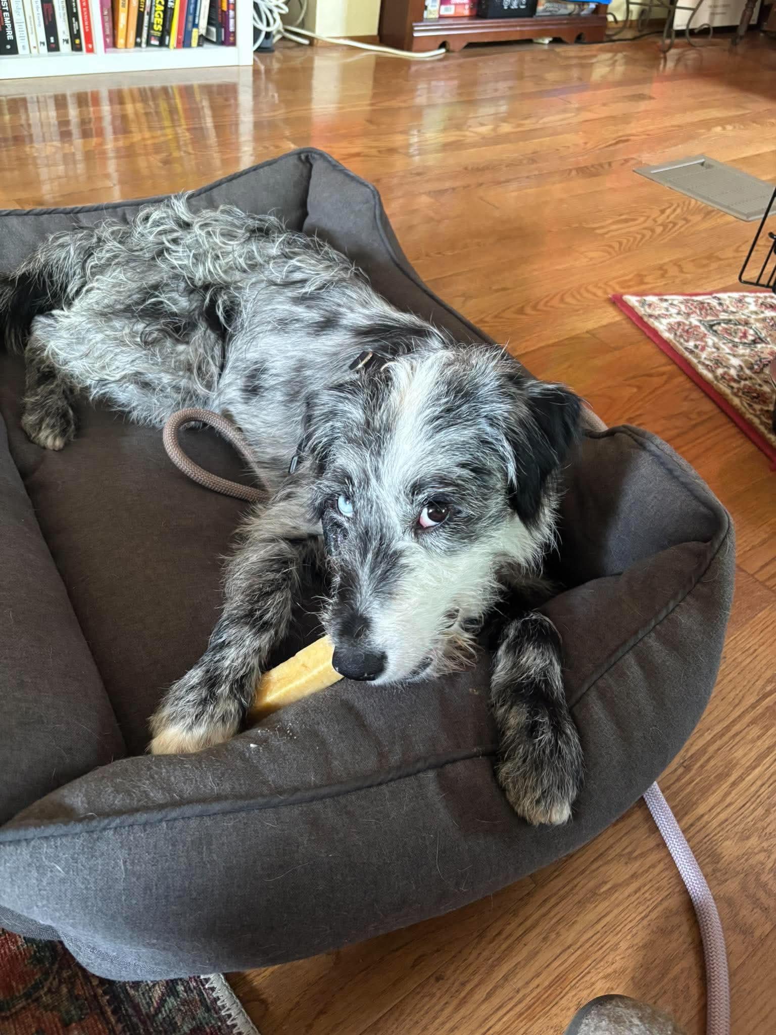 Enlarge Fizz, a Adopted Mixed Breed in Rochester , NY image 4/6