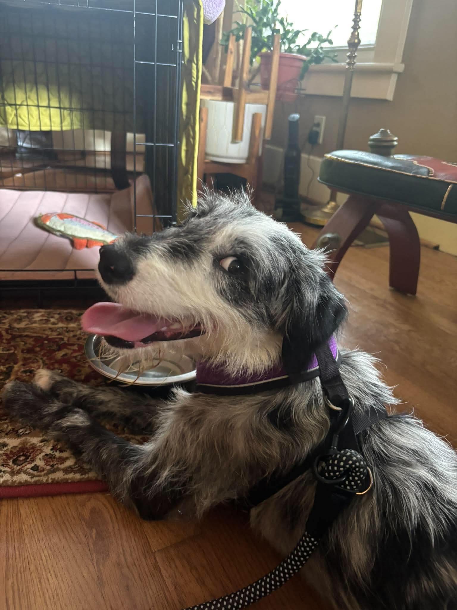 Enlarge Fizz, a Adopted Mixed Breed in Rochester , NY image 3/6