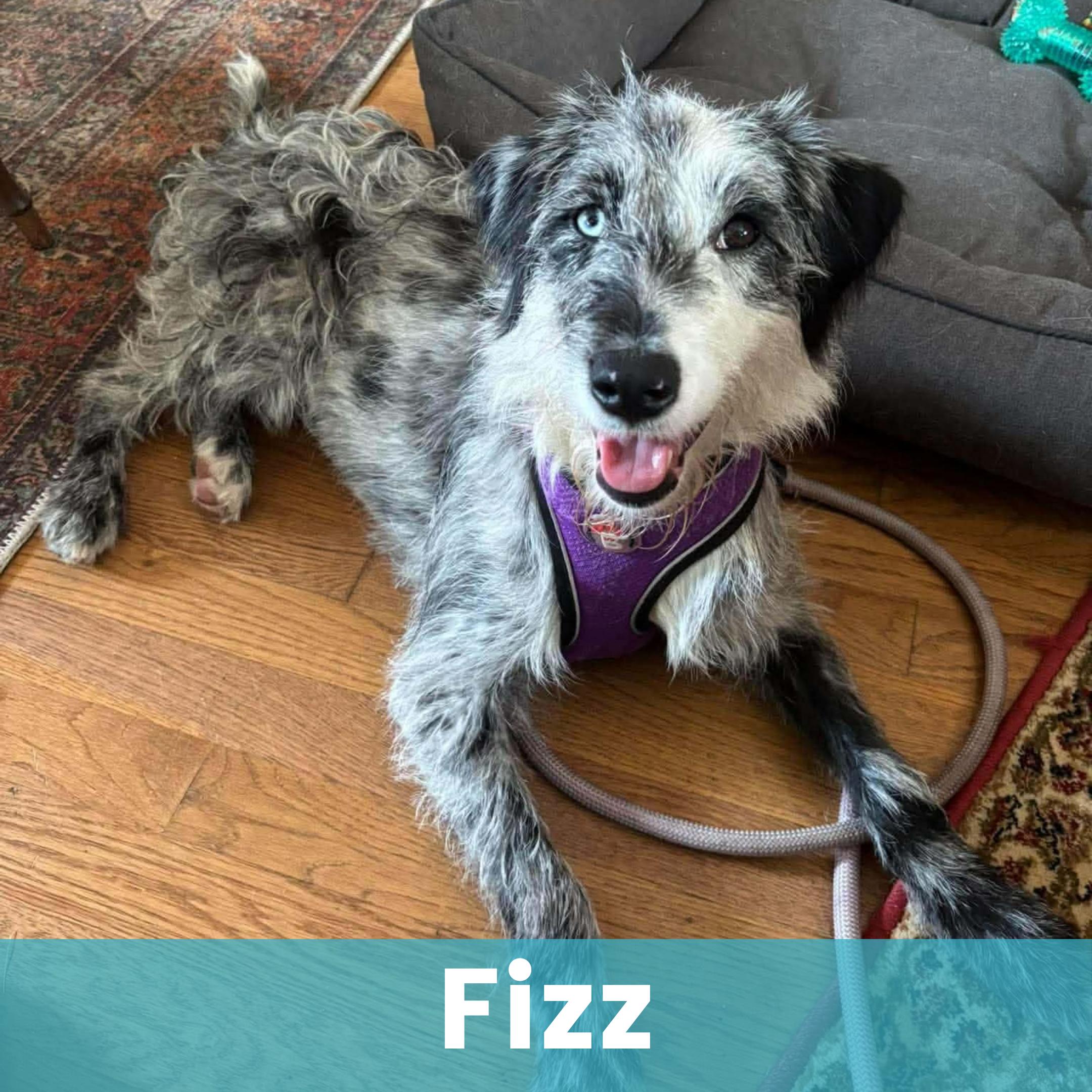 Fizz, Adopted, Puppy Female Mixed Breed.