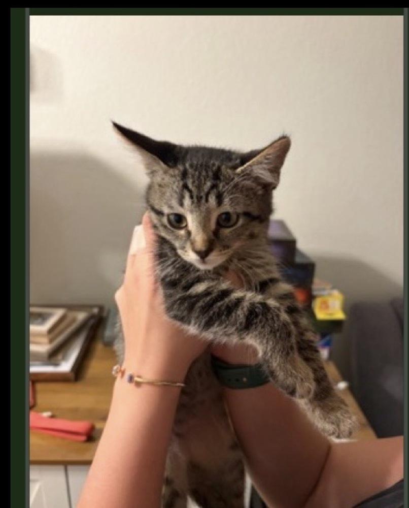 Trinity, Adoptable, Kitten Female Domestic Short Hair.