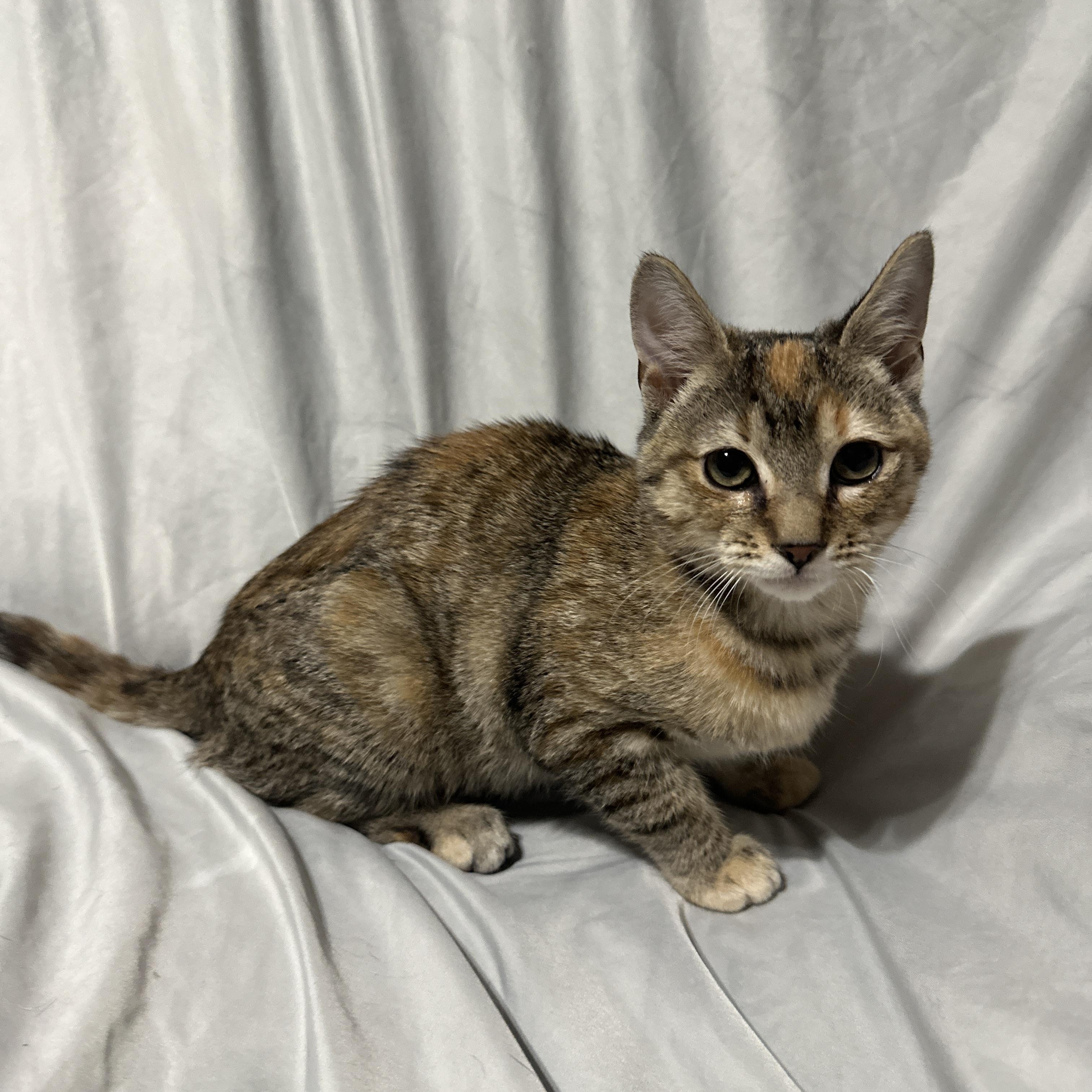 Enlarge Ruby, a ADOPTABLE Domestic Short Hair in Tucson, AZ image 1/1