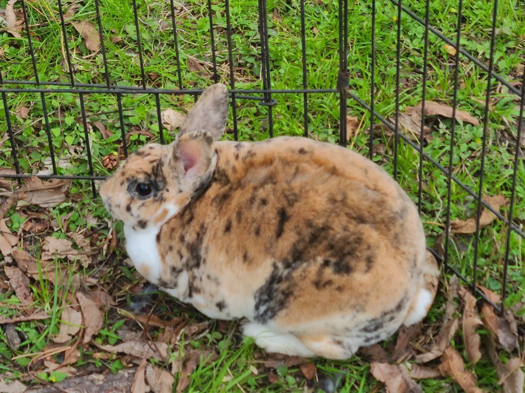 LolaBuns photo 3