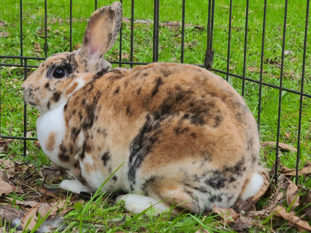 LolaBuns photo 4