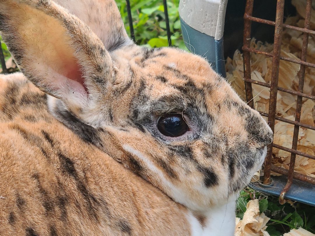 LolaBuns, Young Male Mini Rex