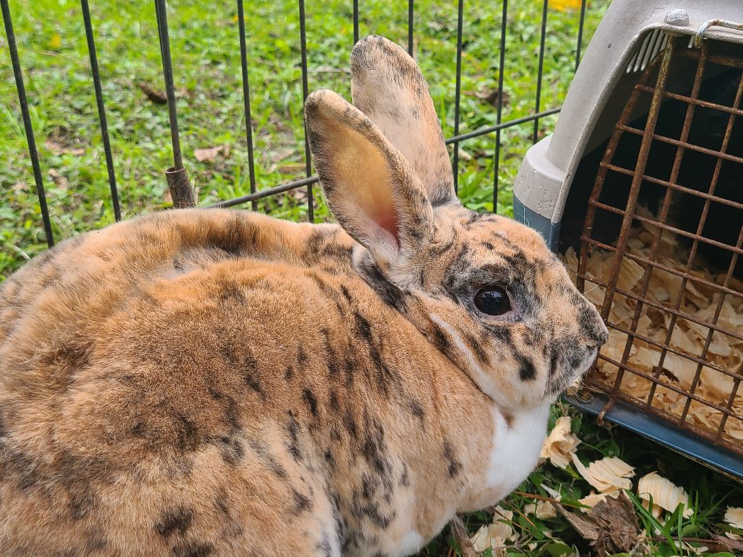 LolaBuns photo 2