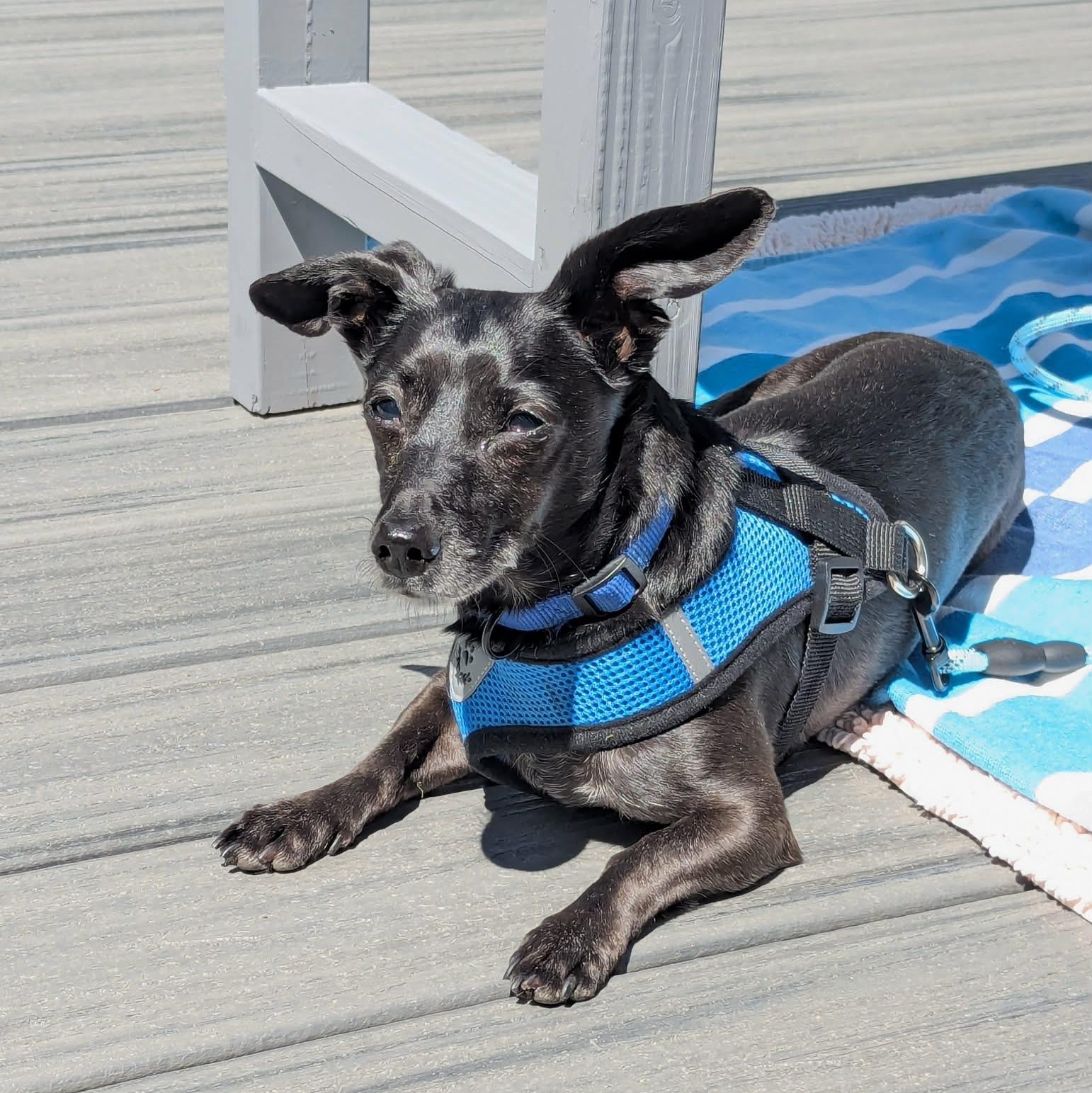 Enlarge Little Bro, a ADOPTABLE mixed breed in Woolwich, ME image 4/6