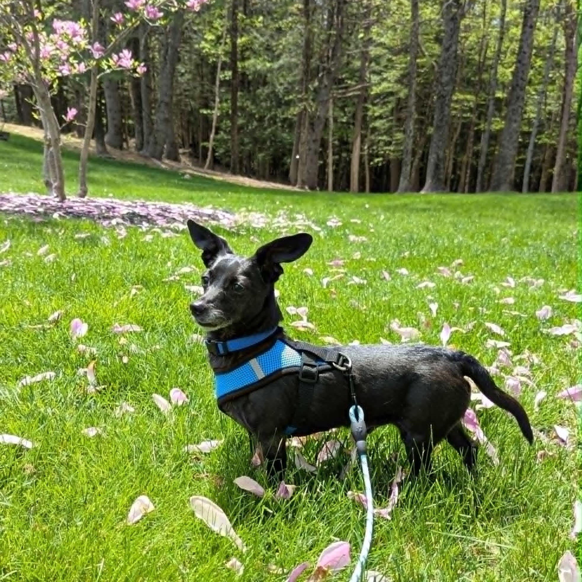 Little Bro, ADOPTABLE, Adult Male Dachshund.