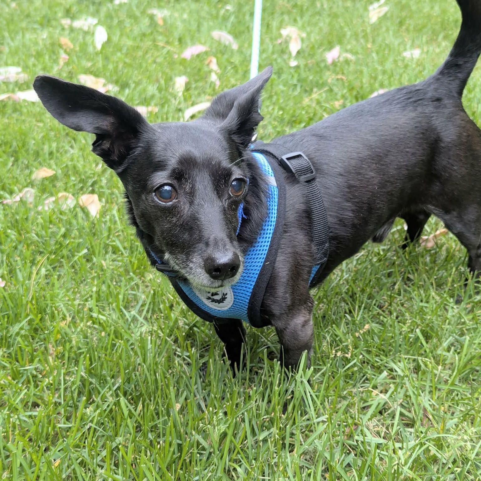 Enlarge Little Bro, a ADOPTABLE mixed breed in Woolwich, ME image 2/6