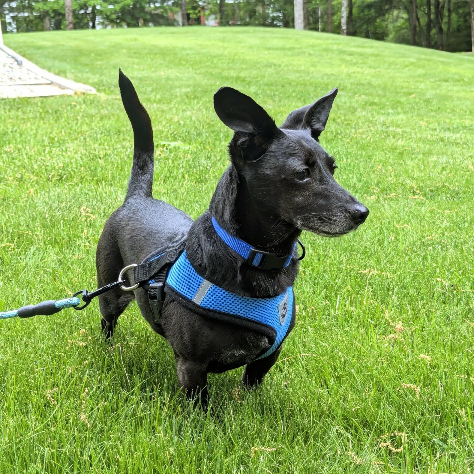 Enlarge Little Bro, a ADOPTABLE mixed breed in Woolwich, ME image 5/6