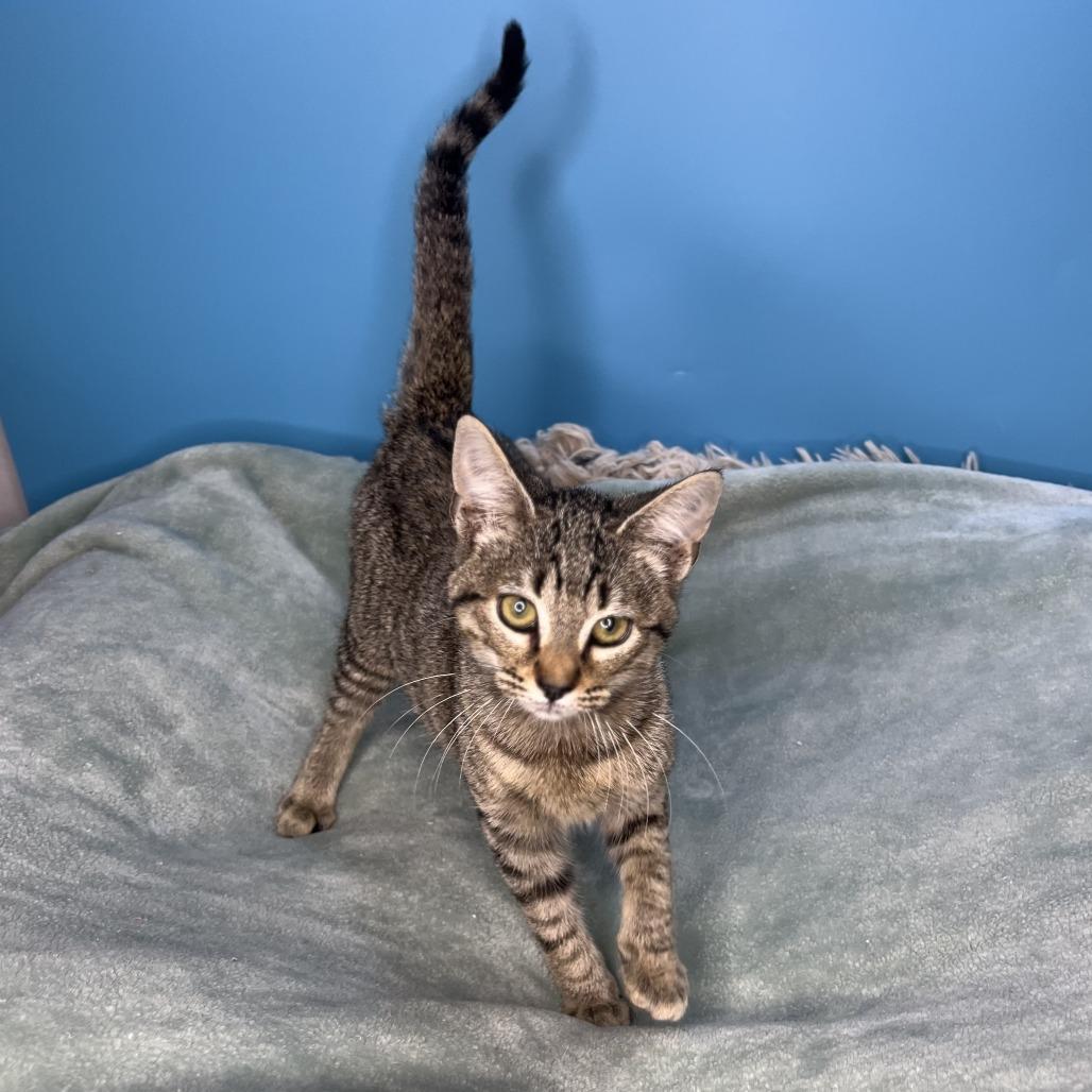 Cher, a Adoptable Domestic Short Hair in San Antonio, TX image 1/6