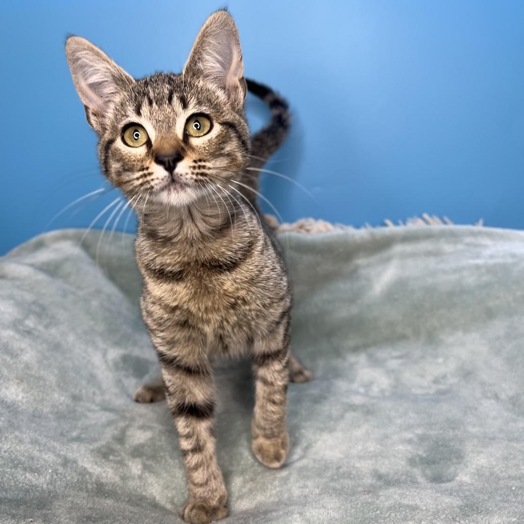 Cher, a Adoptable Domestic Short Hair in San Antonio, TX image 2/6