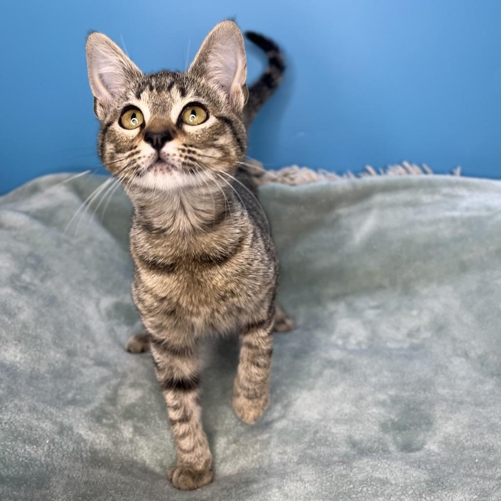 Cher, a Adoptable Domestic Short Hair in San Antonio, TX image 3/6