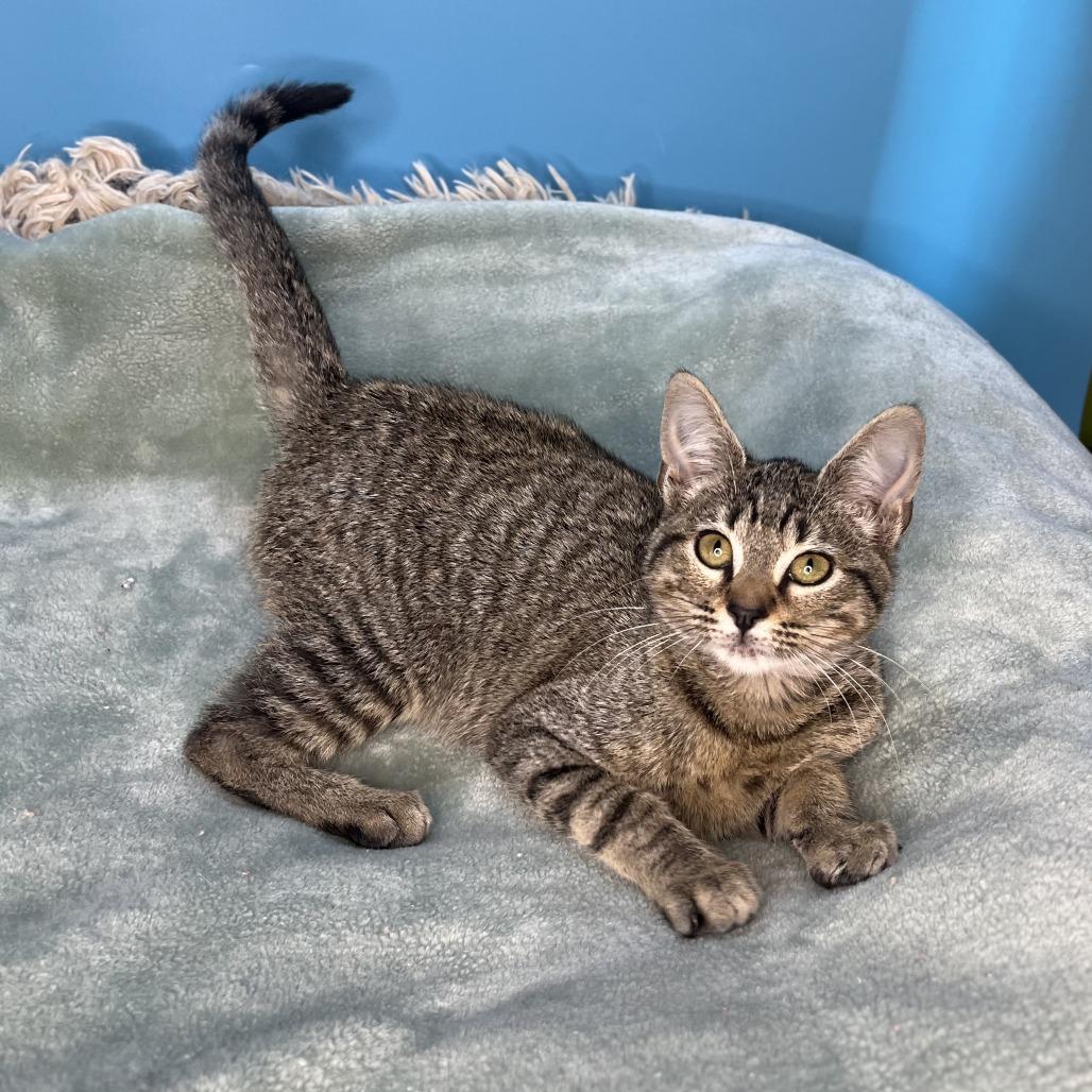 Cher, a Adoptable Domestic Short Hair in San Antonio, TX image 4/6