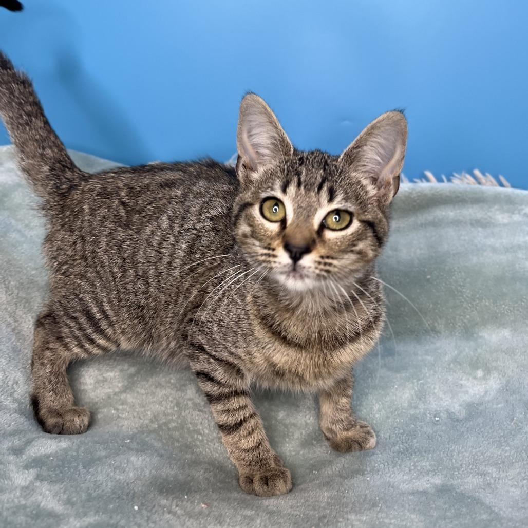 Cher, a Adoptable Domestic Short Hair in San Antonio, TX image 5/6