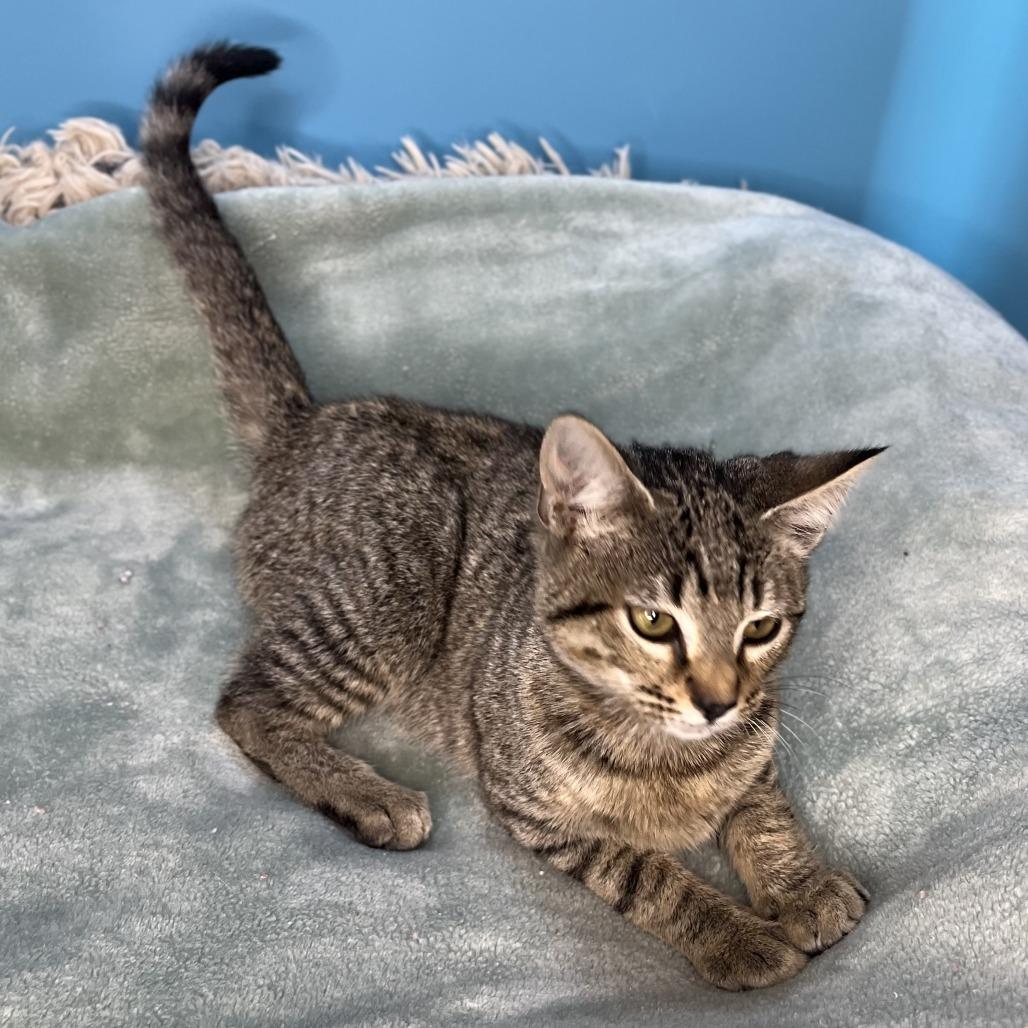Cher, a Adoptable Domestic Short Hair in San Antonio, TX image 6/6
