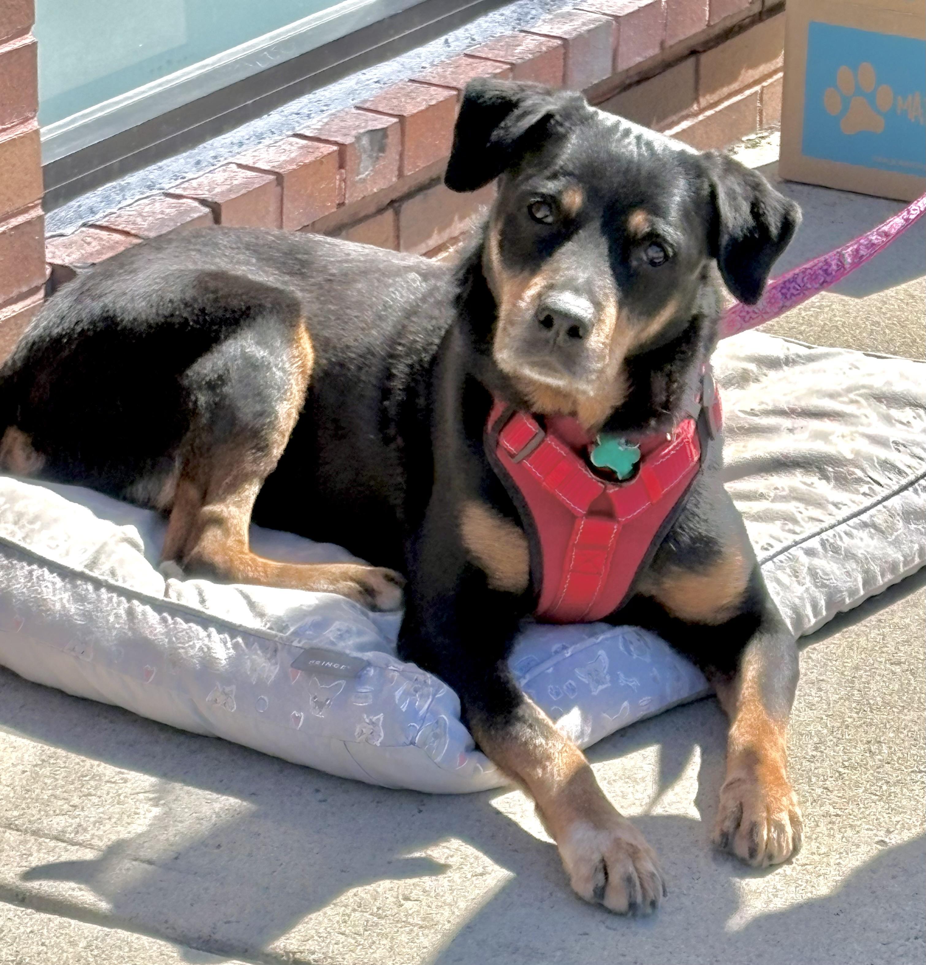 Enlarge Honey, a Adoptable mixed breed in Warren, NJ image 1/6