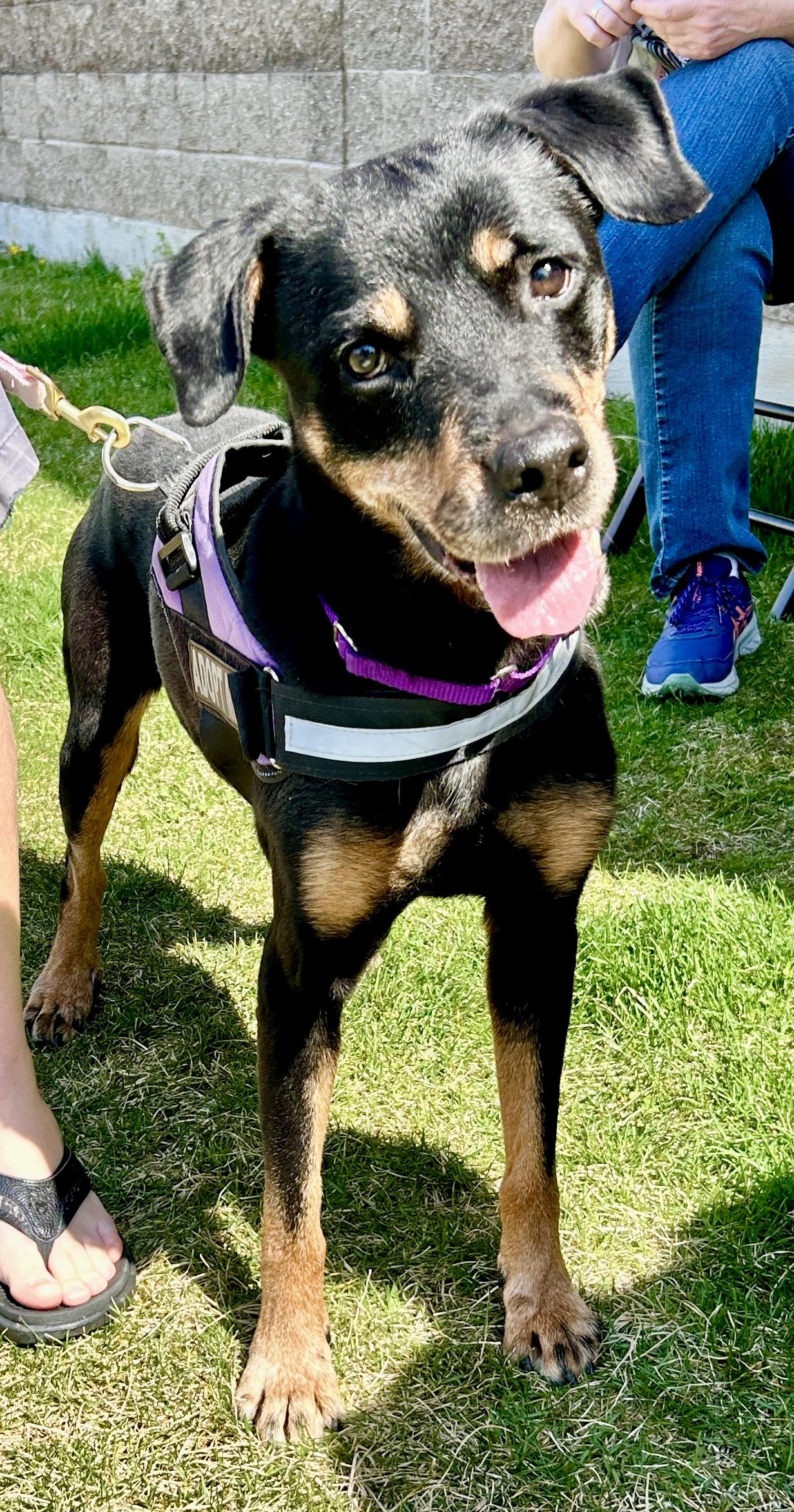 Honey, a Adoptable mixed breed in Warren, NJ image 3/5