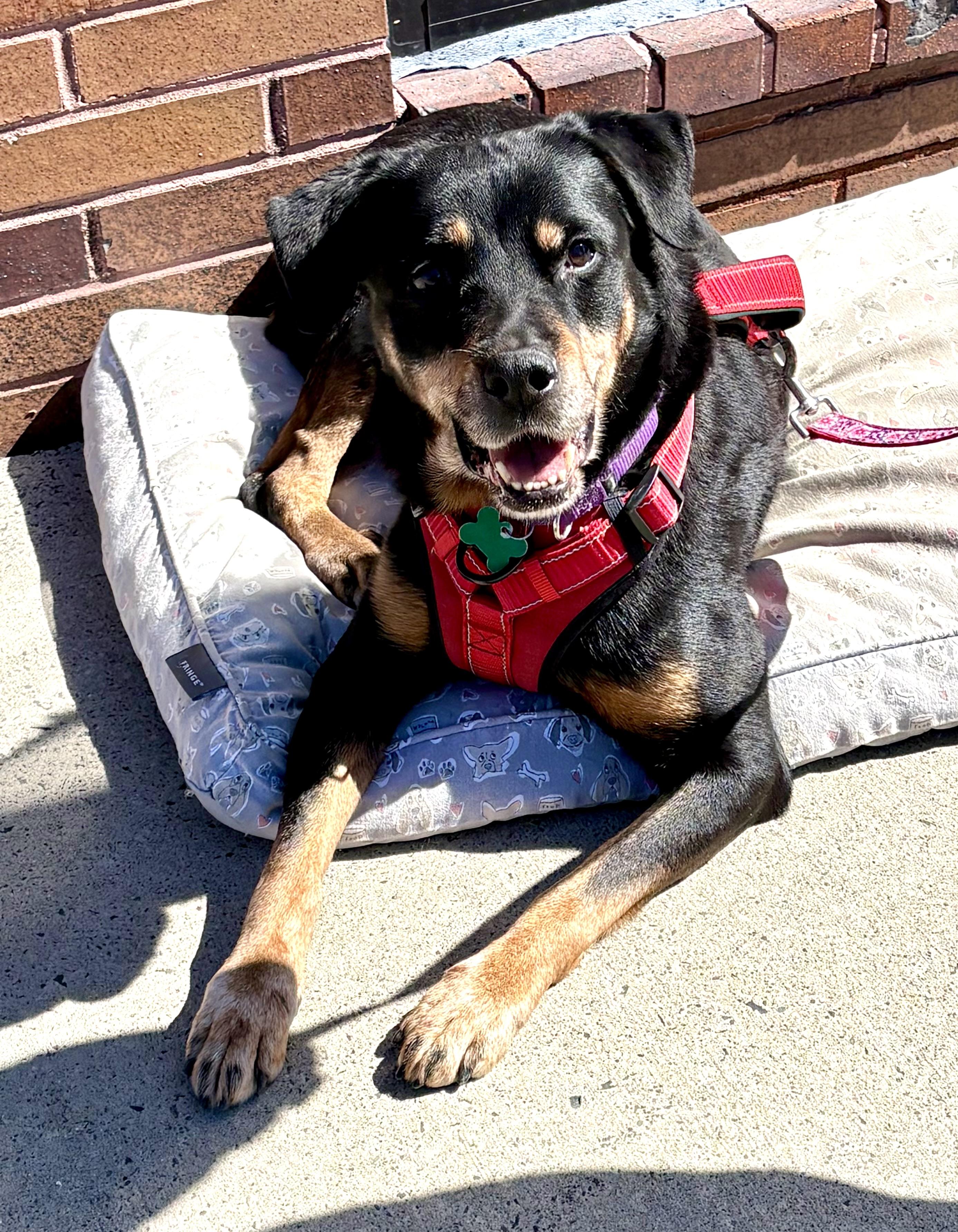 Enlarge Honey, a Adoptable mixed breed in Warren, NJ image 4/6