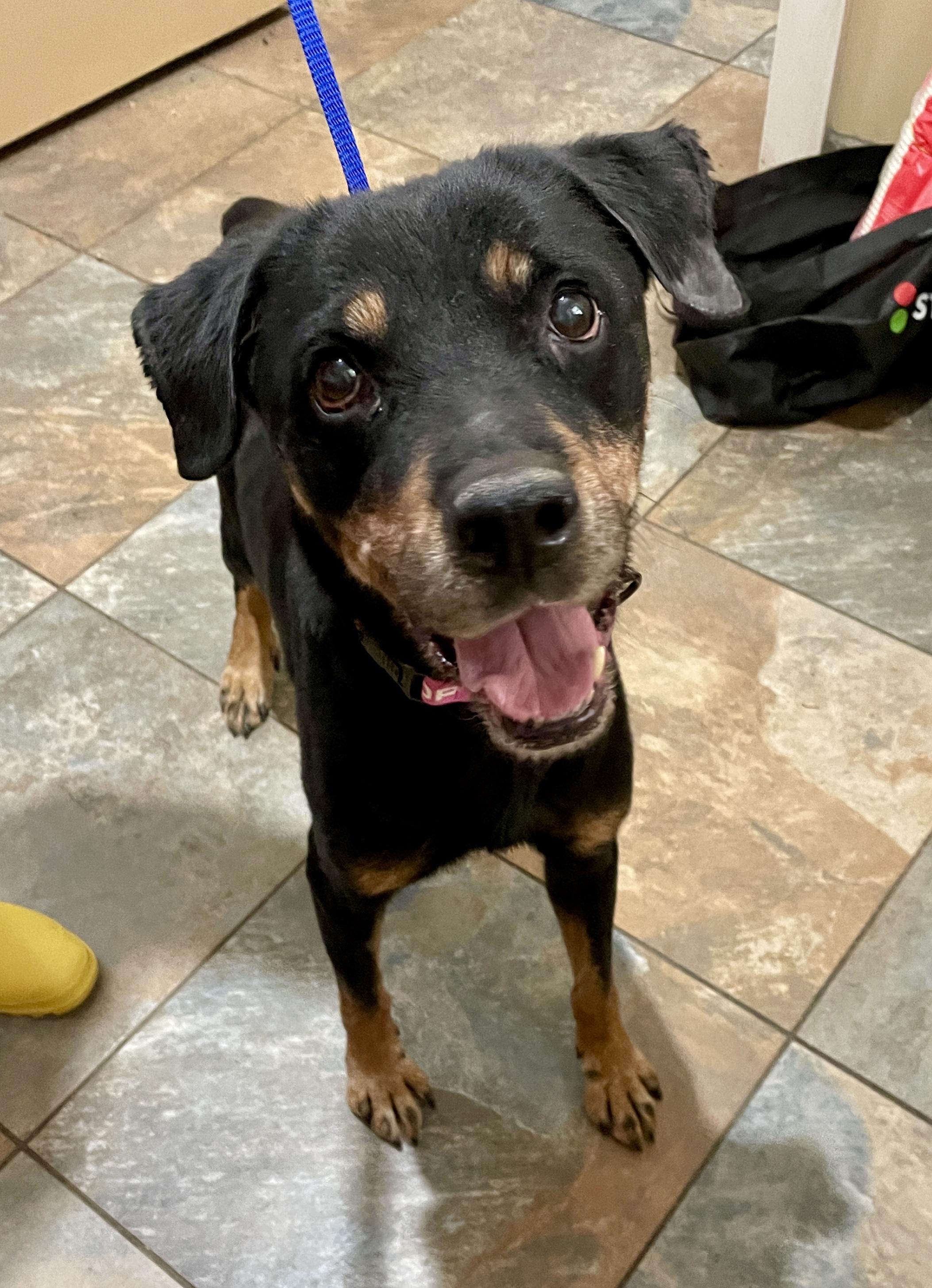 Honey, a Adoptable mixed breed in Warren, NJ image 1/5