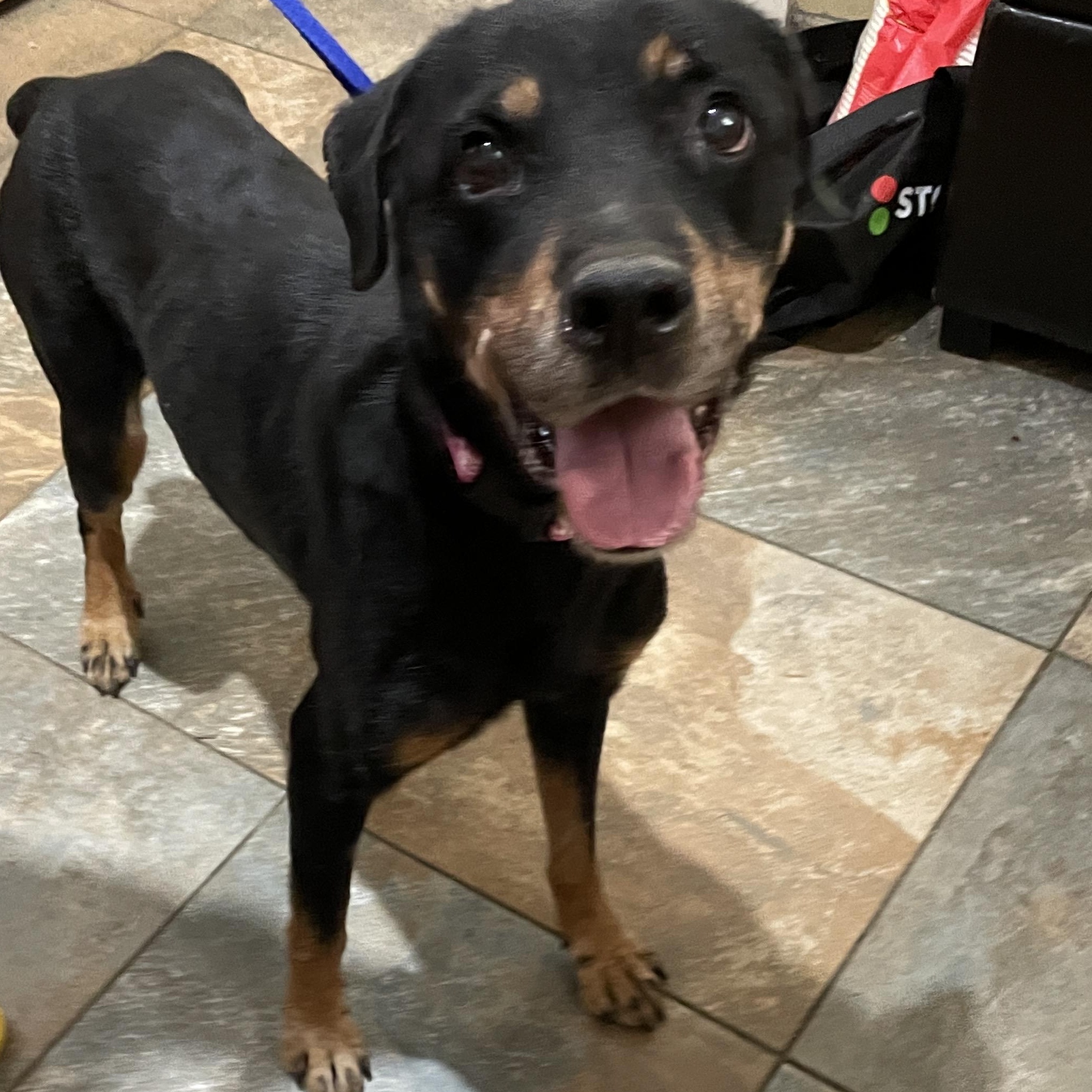 Honey, a Adoptable mixed breed in Warren, NJ image 4/5