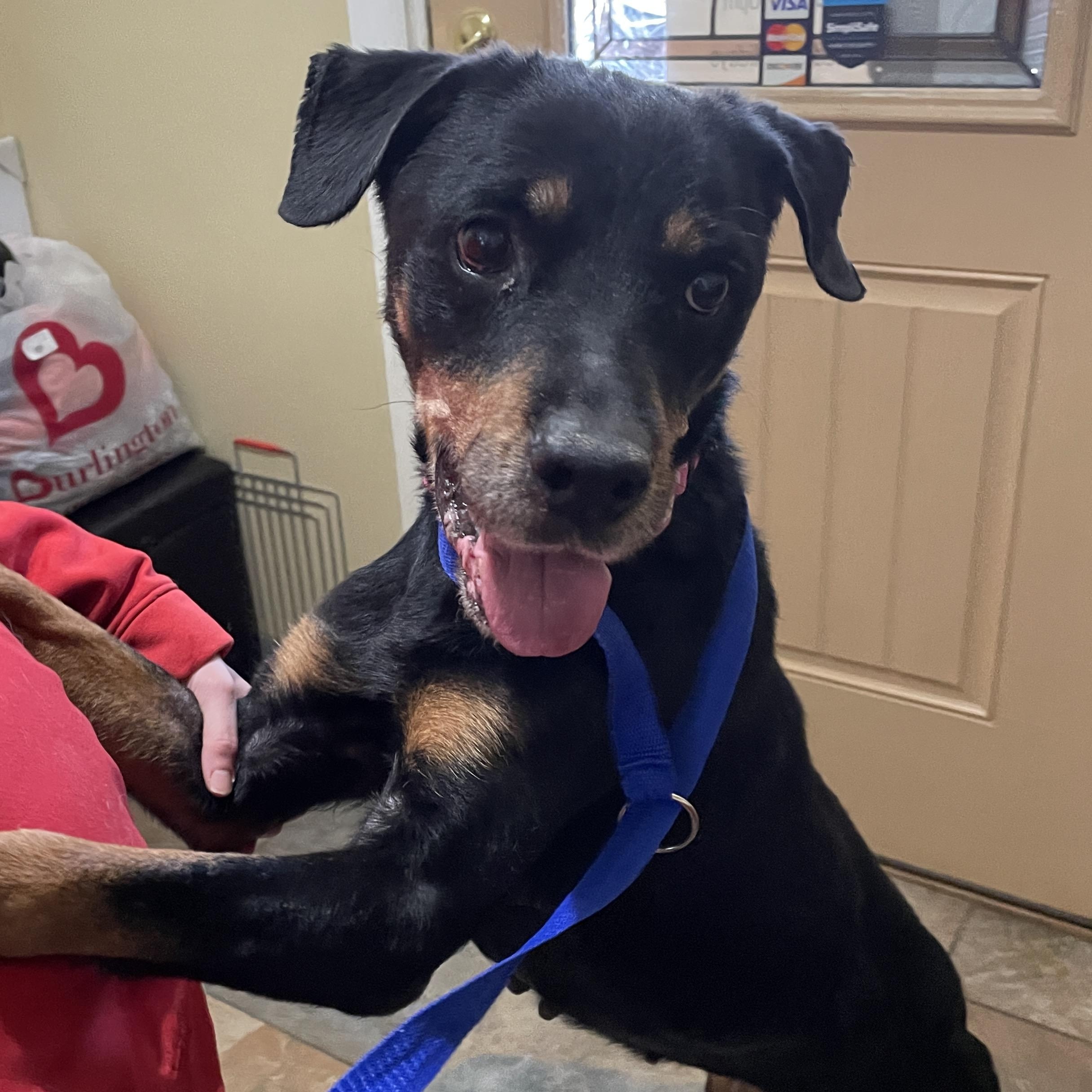 Honey, a Adoptable mixed breed in Warren, NJ image 2/5