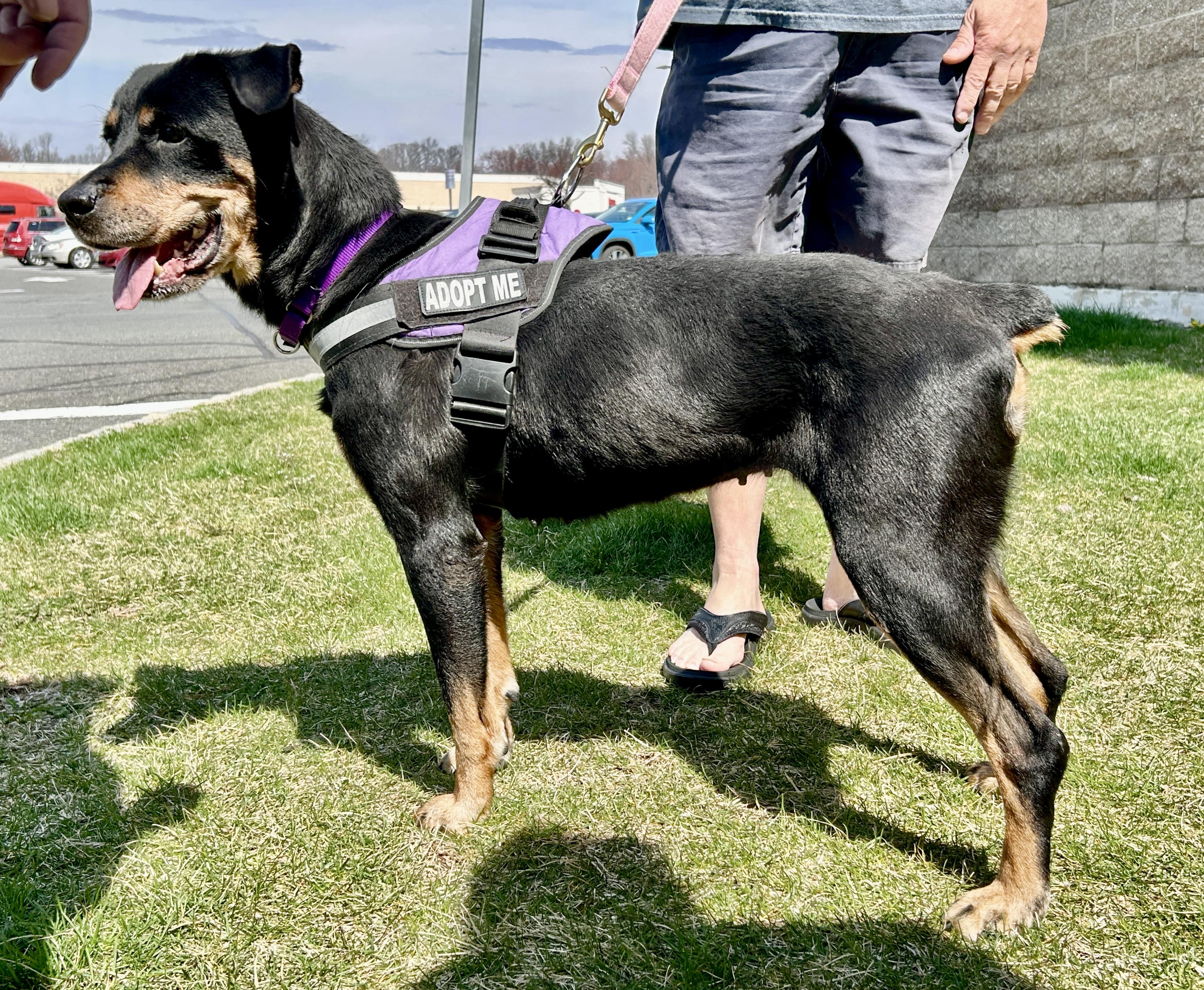 Honey, a Adoptable mixed breed in Warren, NJ image 5/5