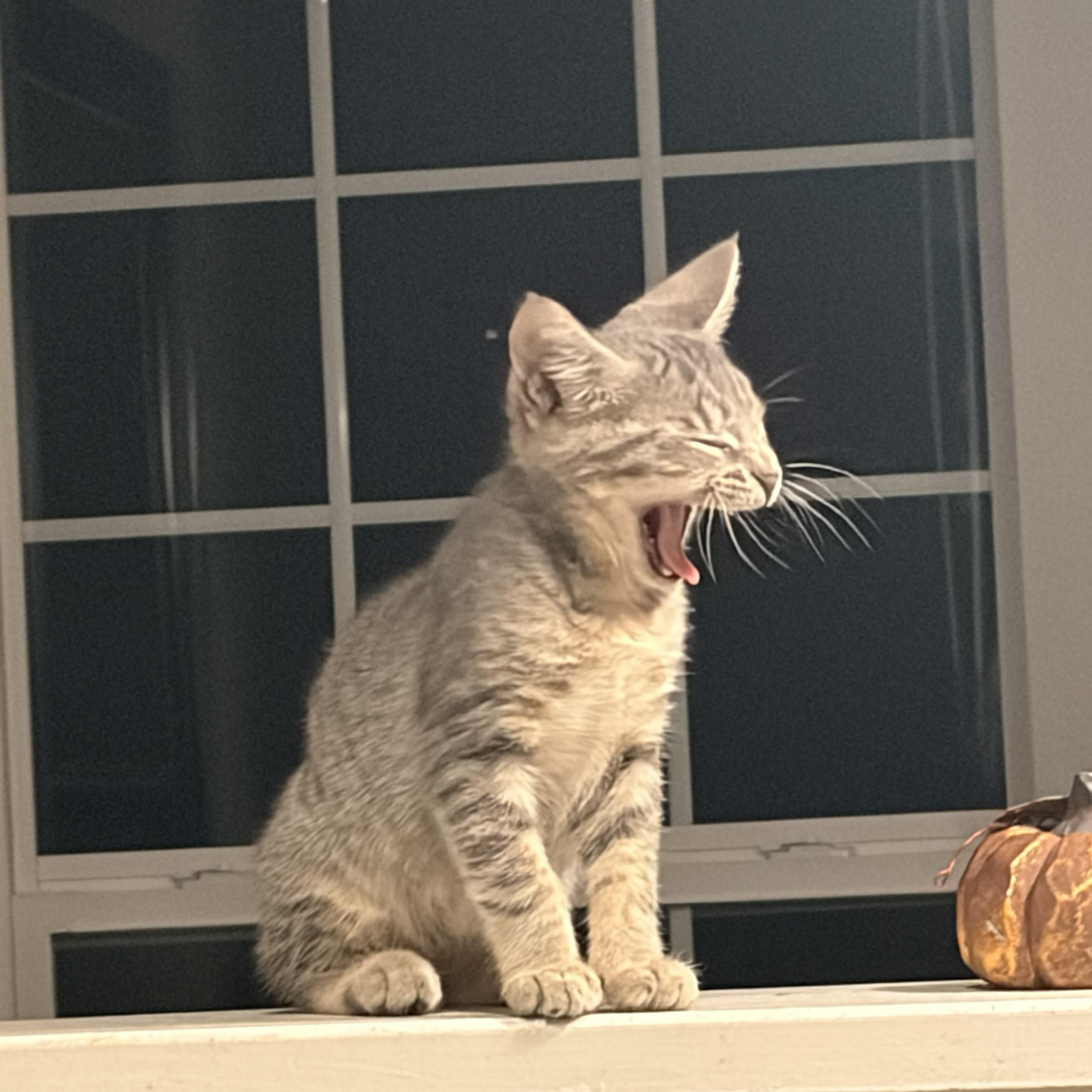 Gus Gus, Adopted, Kitten Male Tiger.