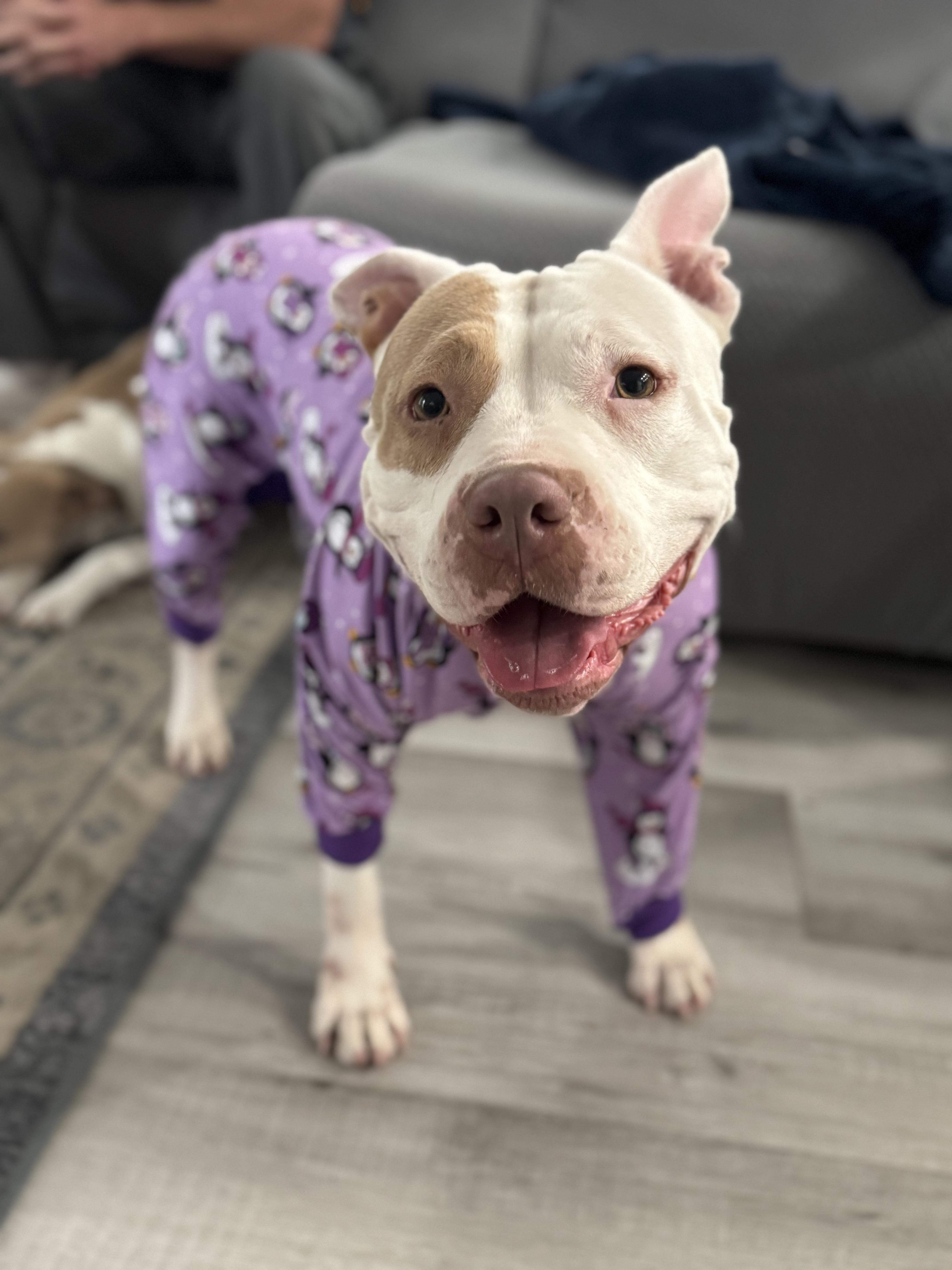 Peachy, ADOPTABLE, Adult Female Pit Bull Terrier.