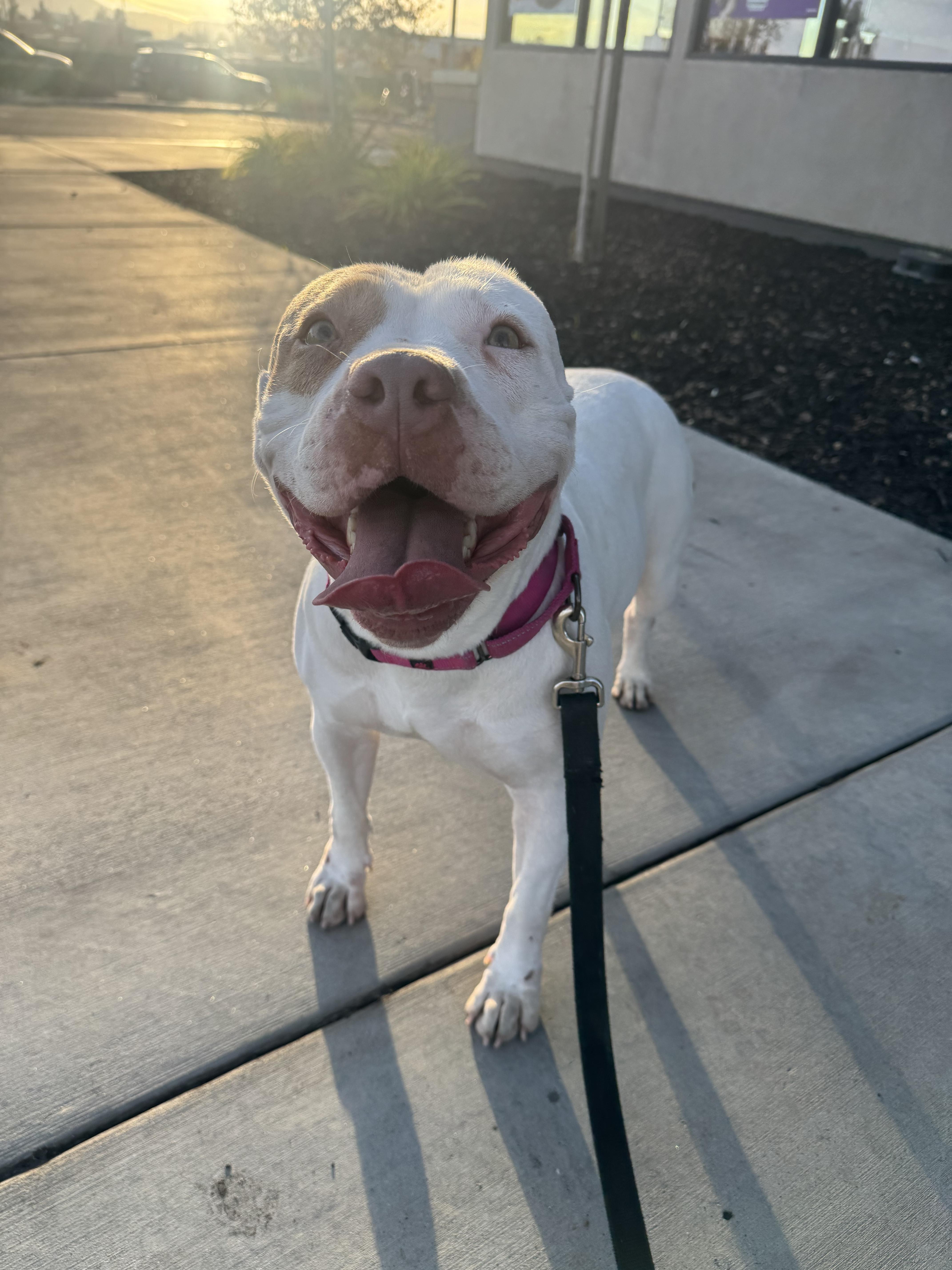 Peachy, a ADOPTABLE Pit Bull Terrier in Temecula , CA image 3/6