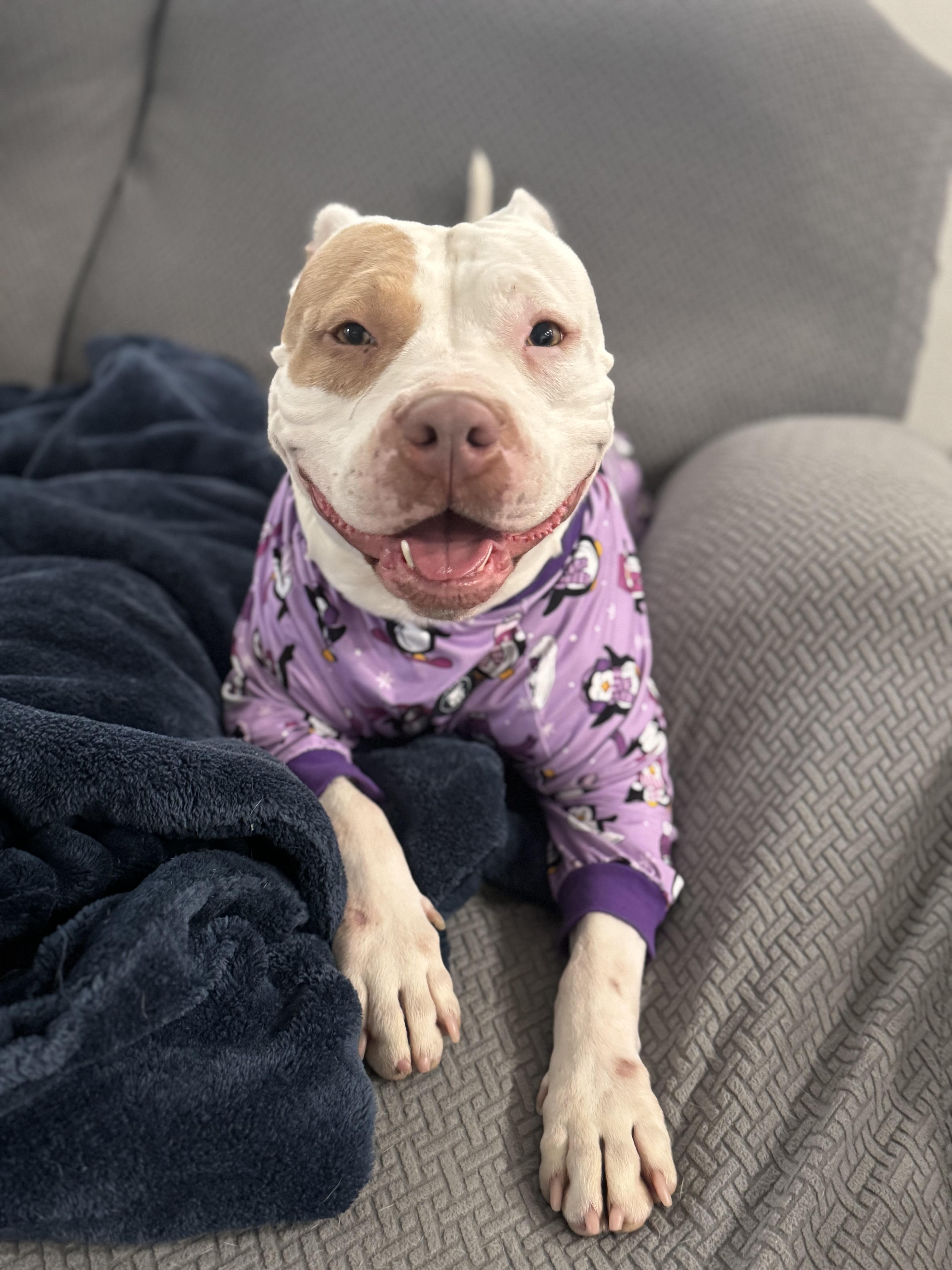 Peachy, a ADOPTABLE Pit Bull Terrier in Temecula , CA image 5/6