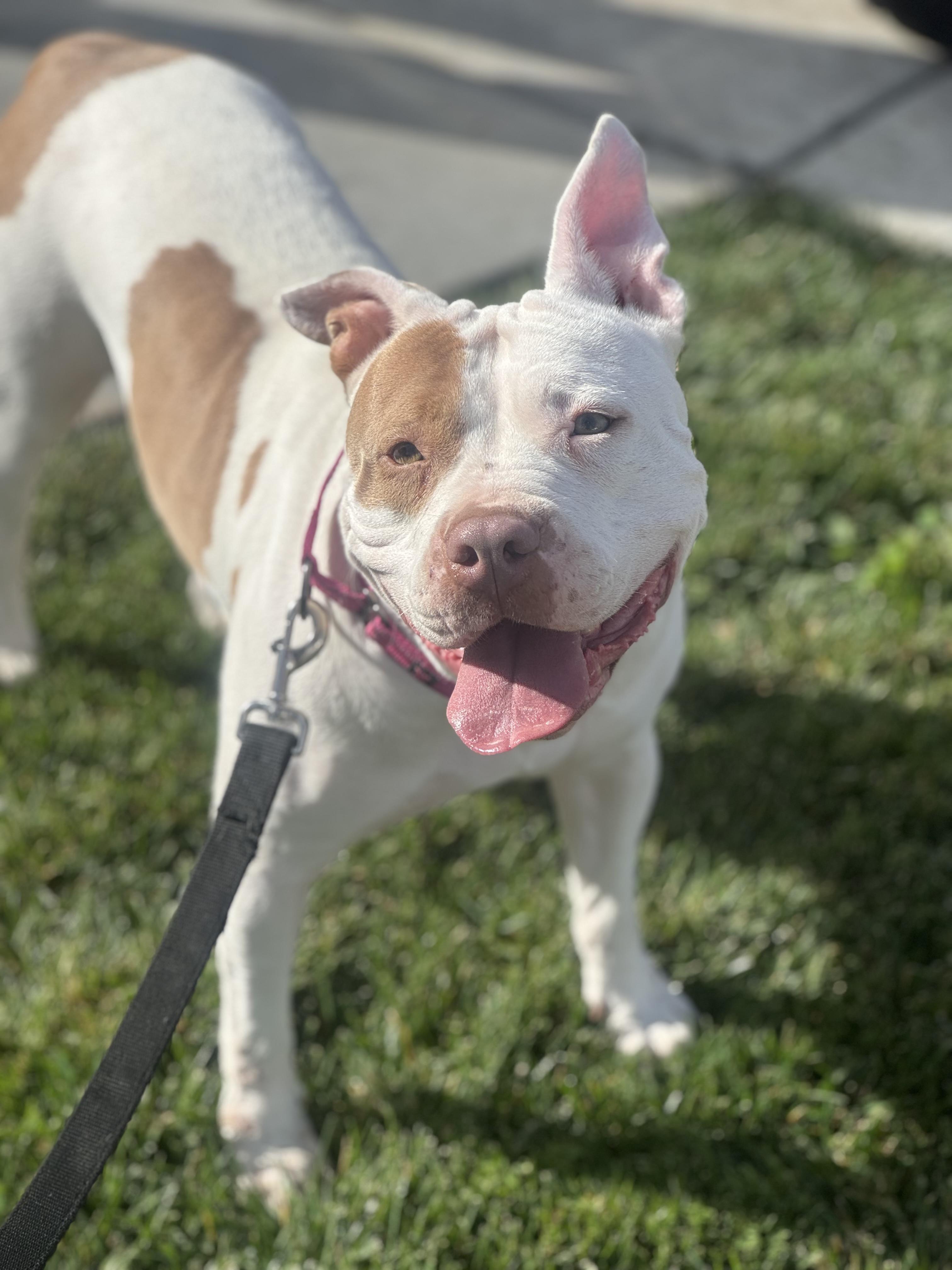 Peachy, a ADOPTABLE Pit Bull Terrier in Temecula , CA image 6/6
