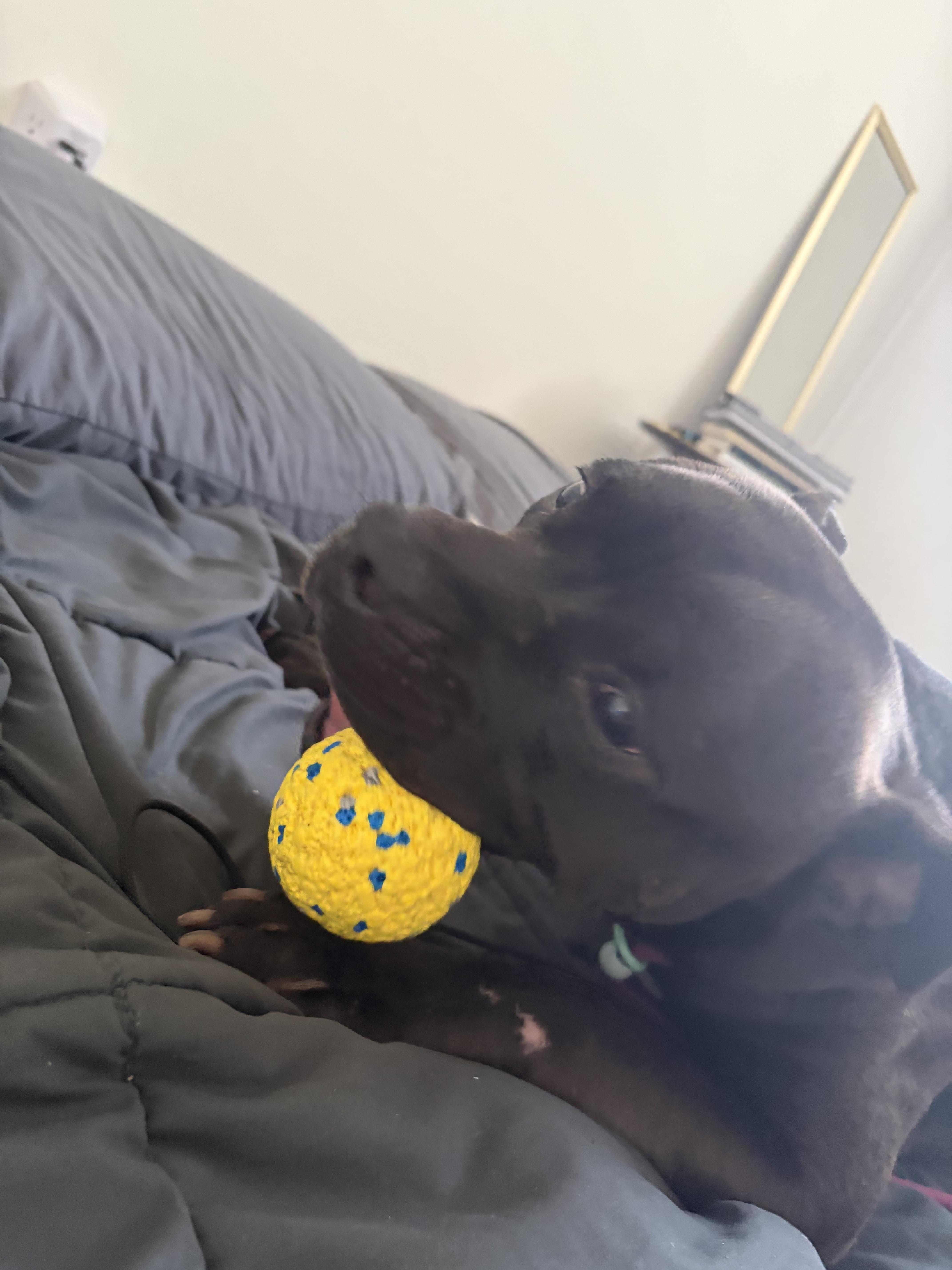 Peachy, a ADOPTABLE Pit Bull Terrier in Temecula , CA image 4/6