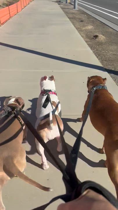 Enlarge Peachy, a ADOPTABLE Pit Bull Terrier in Temecula , CA video 6/6