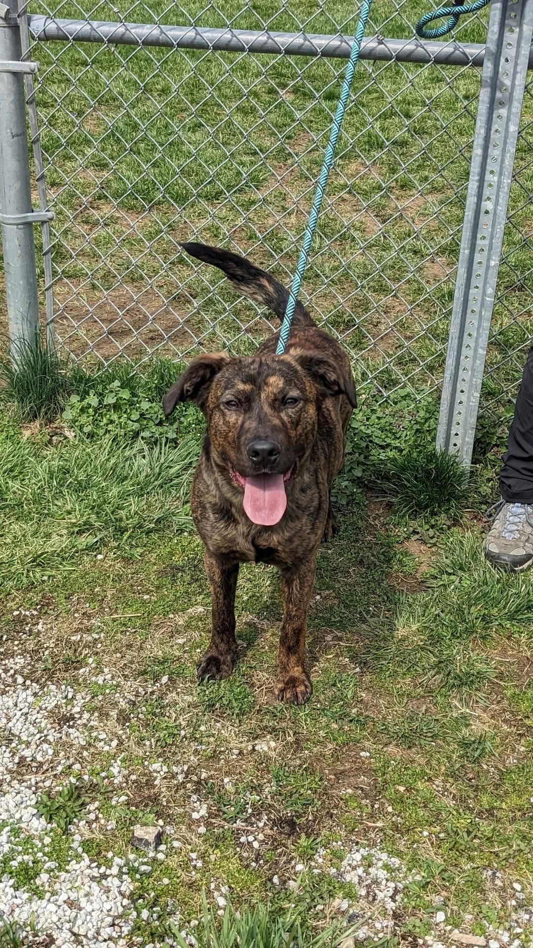 Toby, Adult Male unknown
