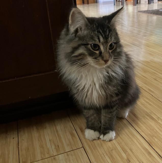 Enlarge Ernie, an adopted Domestic Long Hair in Chambersburg, PA image 3/4