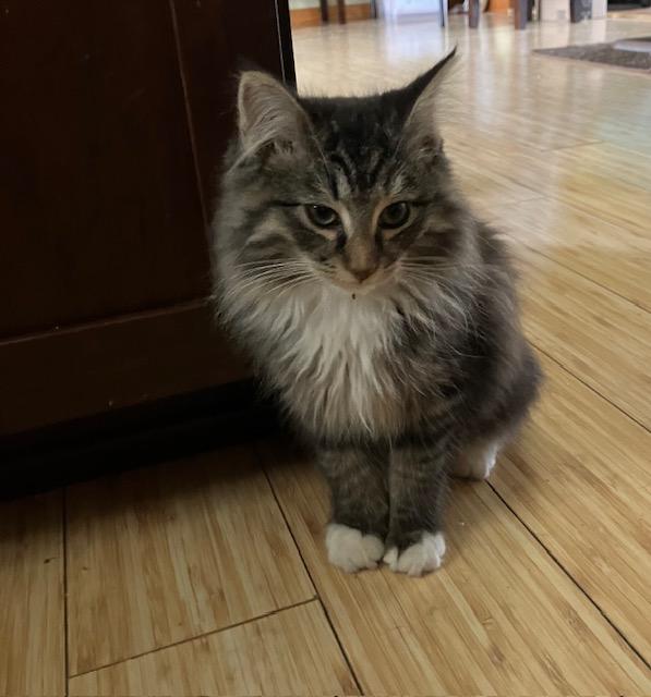 Enlarge Ernie, an adopted Domestic Long Hair in Chambersburg, PA image 1/4