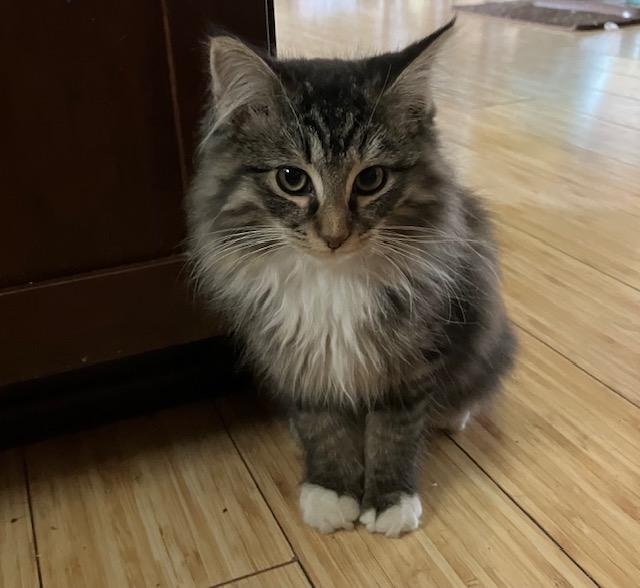 Enlarge Ernie, an adopted Domestic Long Hair in Chambersburg, PA image 4/4