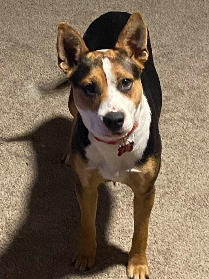 Enlarge 26Mickee, an adopted mixed breed in Shingle Springs, CA image 2/3