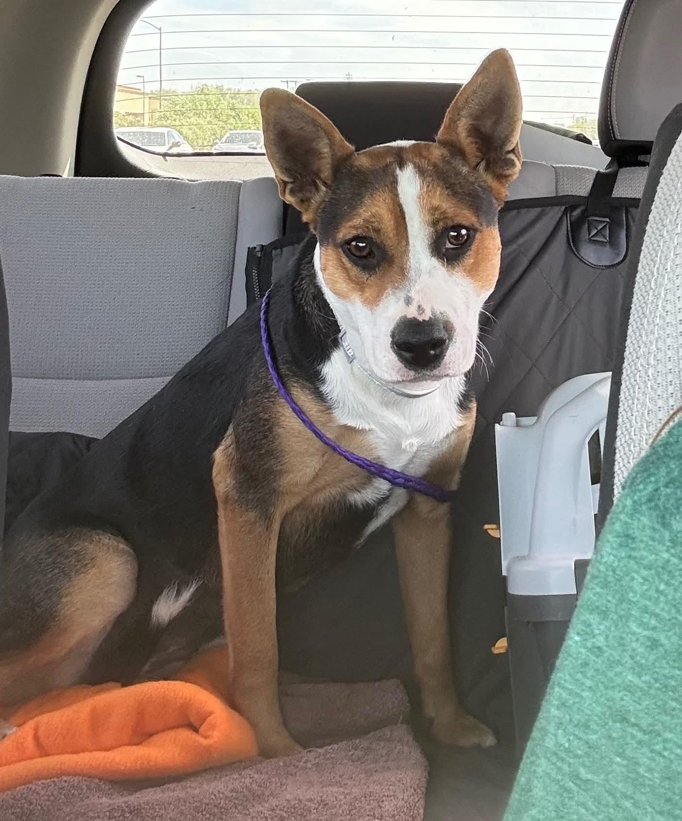 Enlarge 26Mickee, an adopted mixed breed in Shingle Springs, CA image 3/3