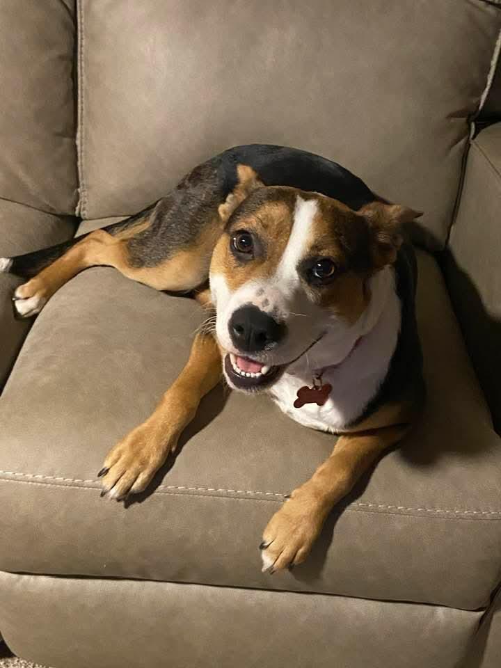 26Mickee, adopted, Adult Female Shepherd.