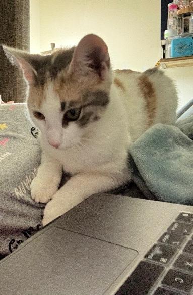 Hazel, an adopted Calico in Flushing, NY image 2/3