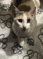 Hazel, an adopted Calico in Flushing, NY image 1/3