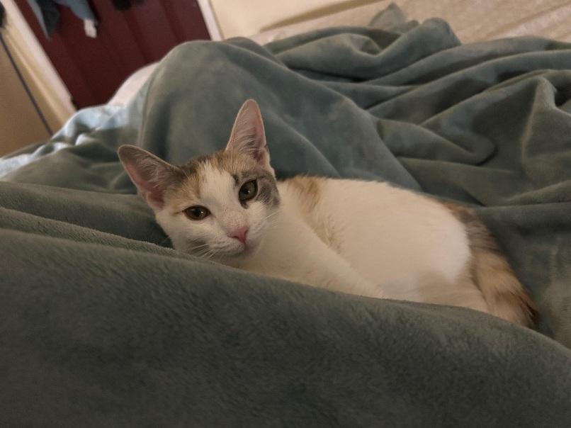 Hazel, an adopted Calico in Flushing, NY image 3/3