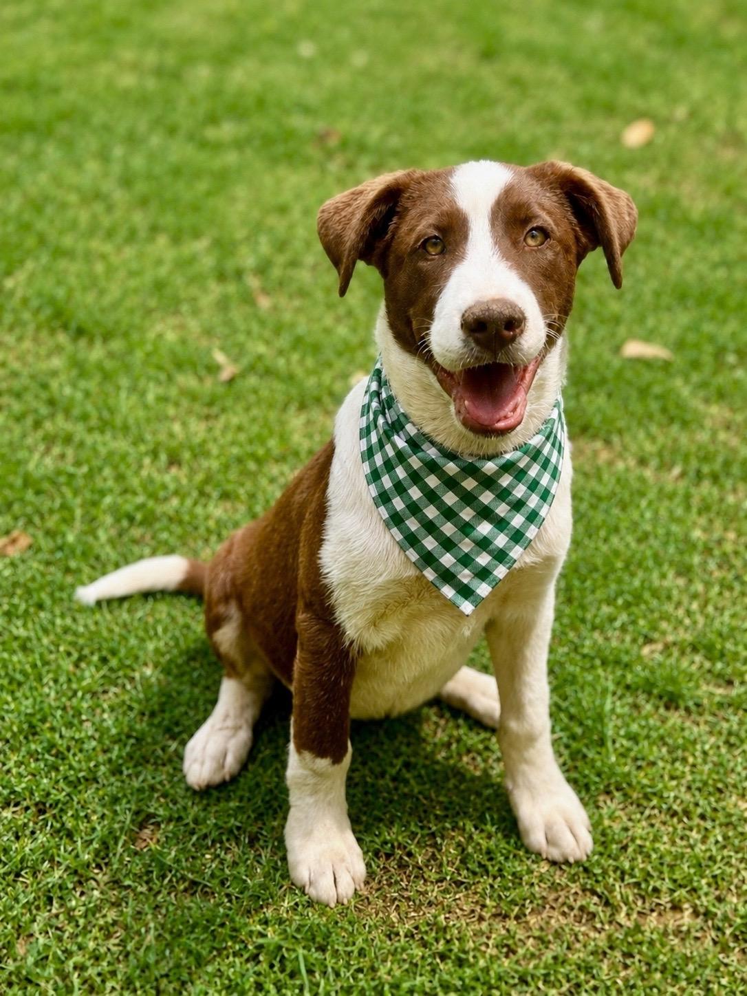 Enlarge Max, a ADOPTABLE mixed breed in Hagerstown, MD image 3/6