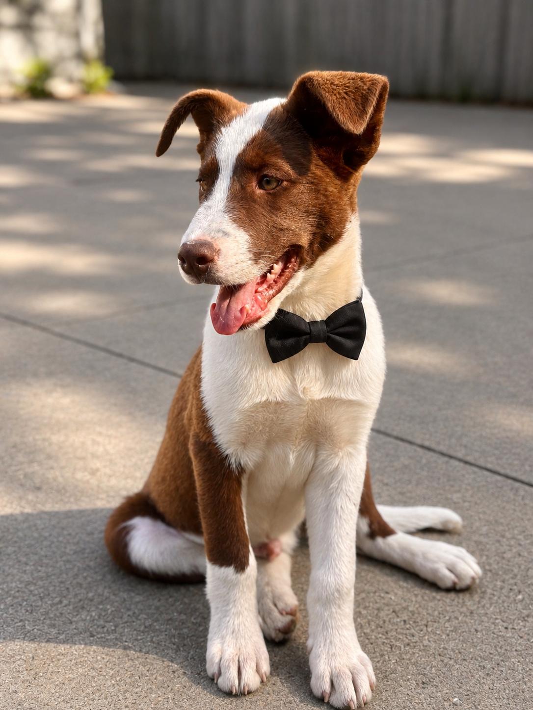 Enlarge Max, a ADOPTABLE mixed breed in Hagerstown, MD image 2/6