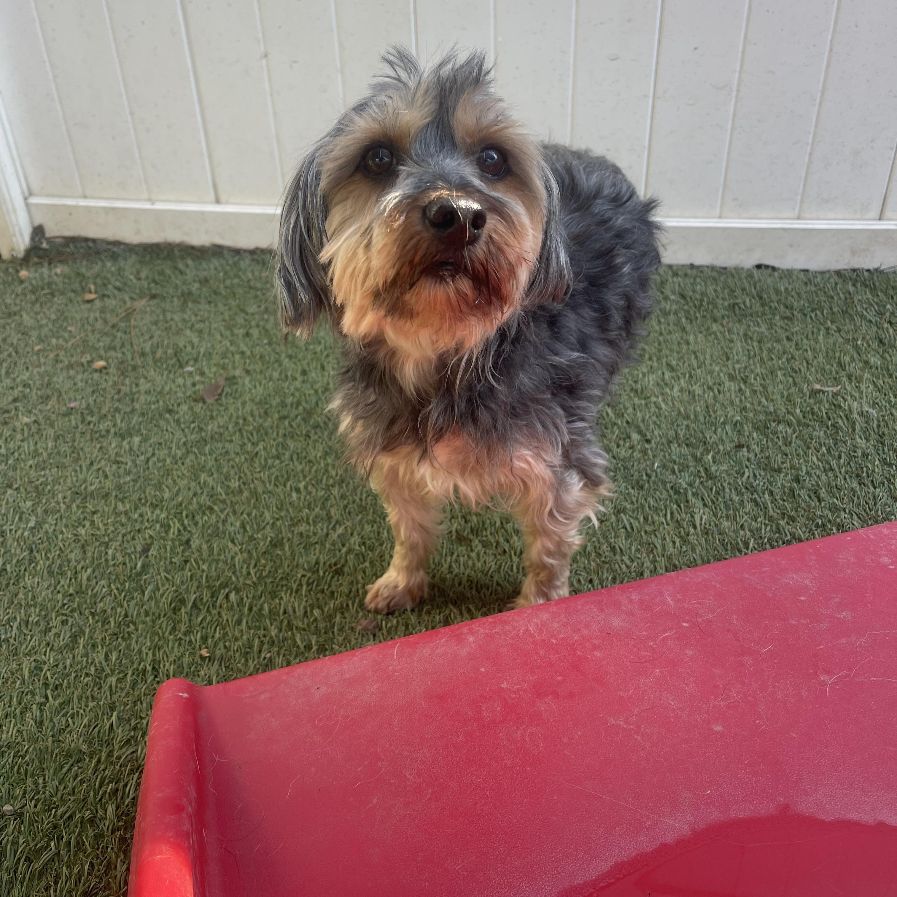 Enlarge Tucker, an adopted Yorkshire Terrier in Baton Rouge, LA image 5/5