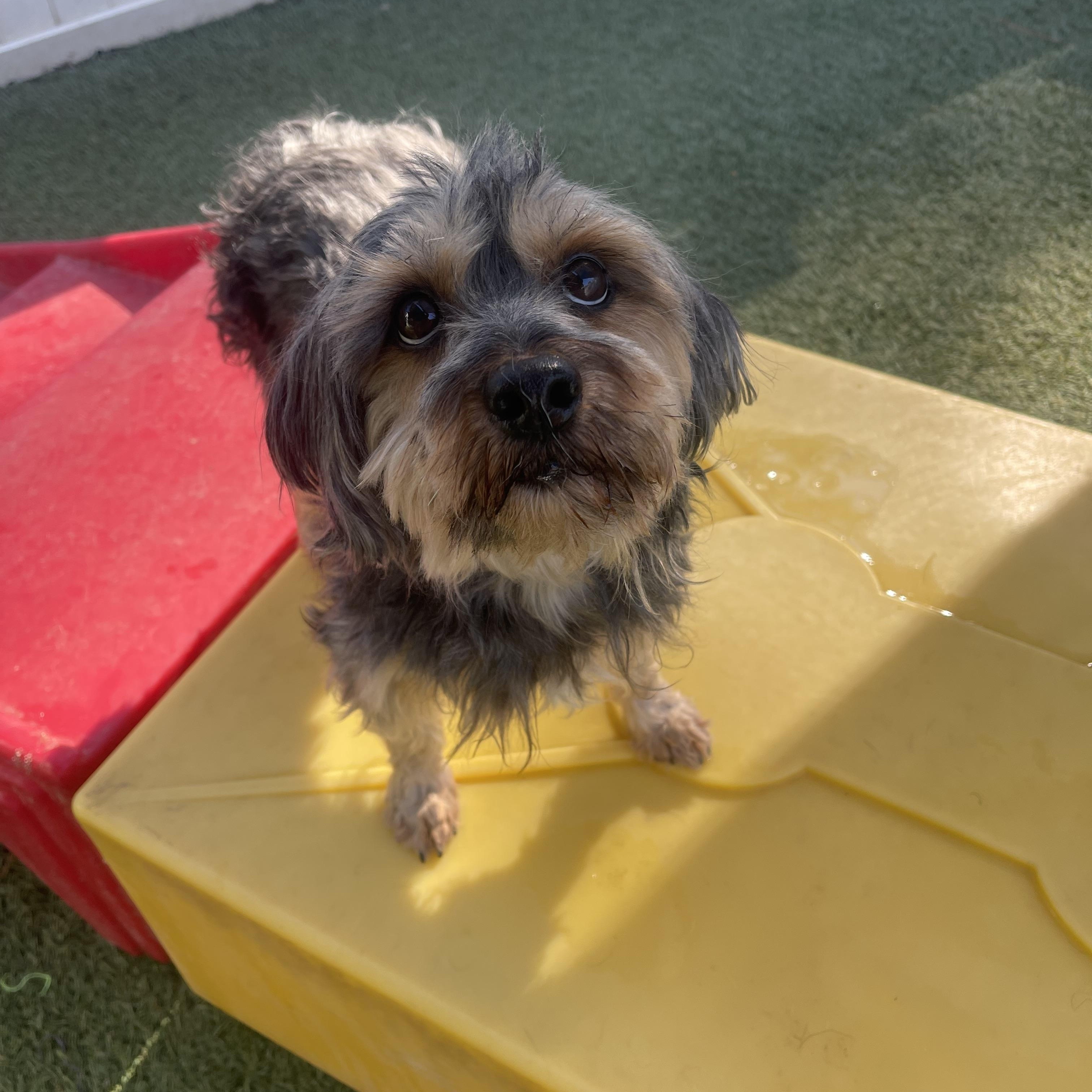 Enlarge Tucker, an adopted Yorkshire Terrier in Baton Rouge, LA image 2/5